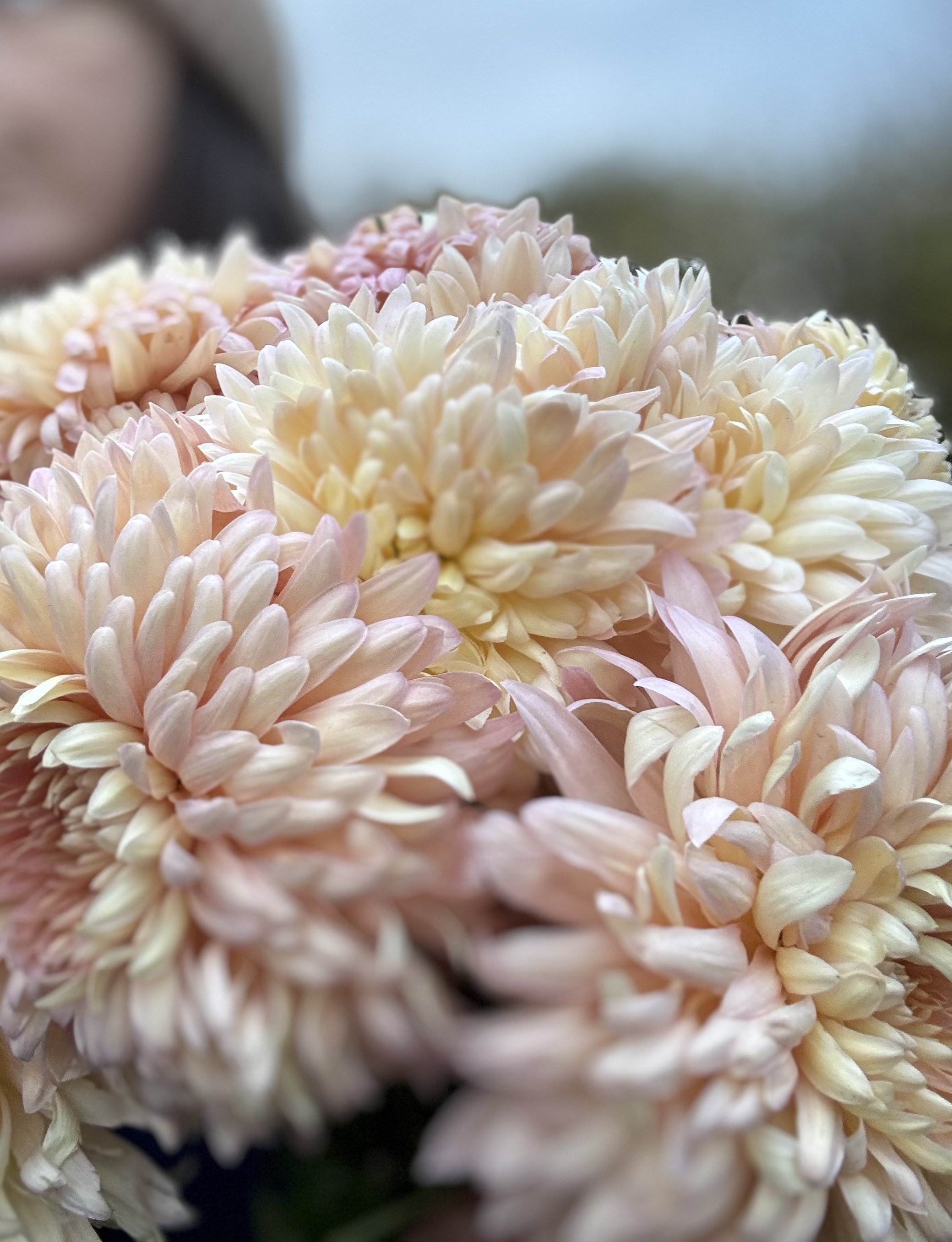 Close-up of soft pink and white chrysanthemum flowers.