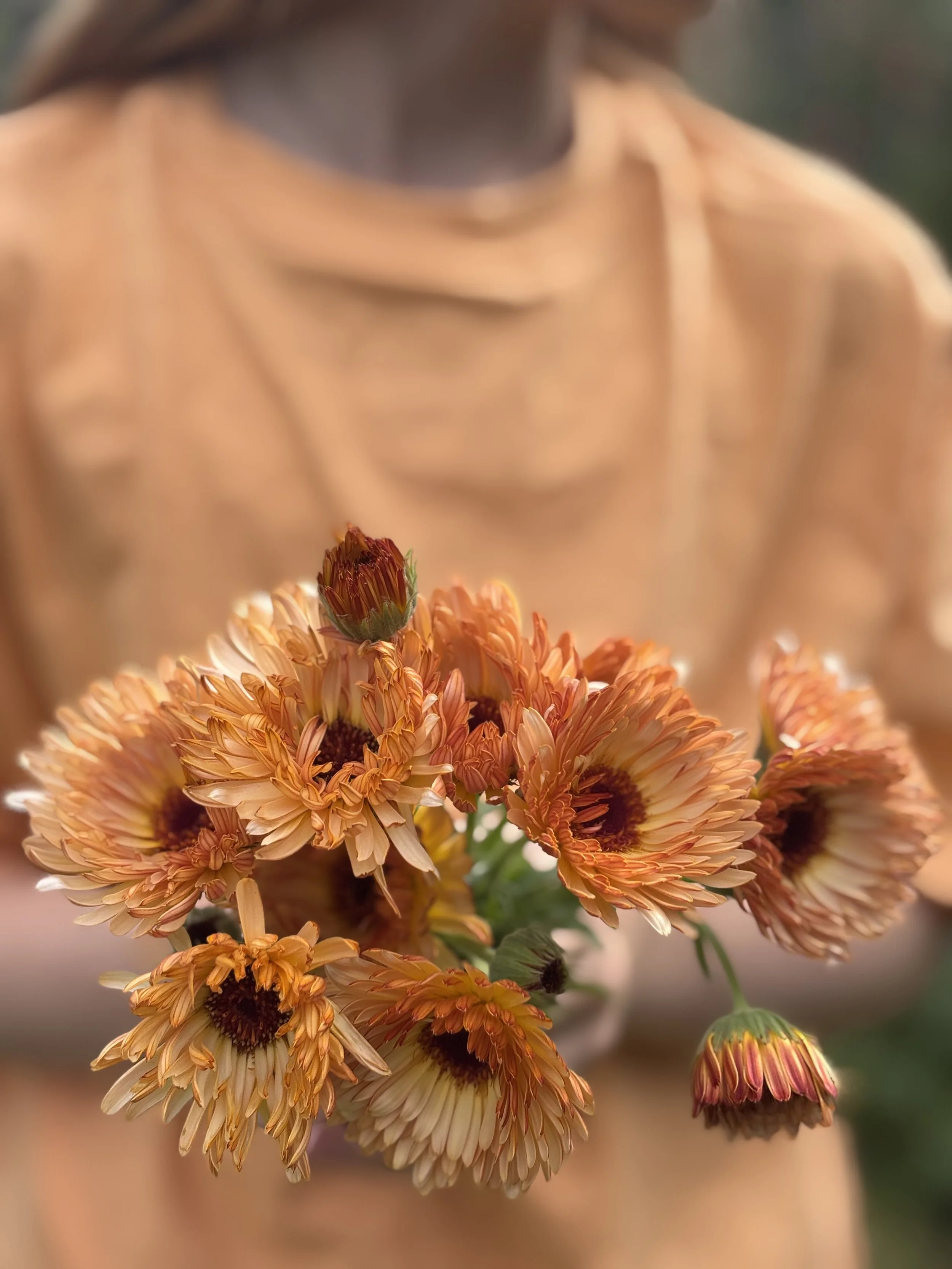 Calendula Sherbert Fizz British Grown