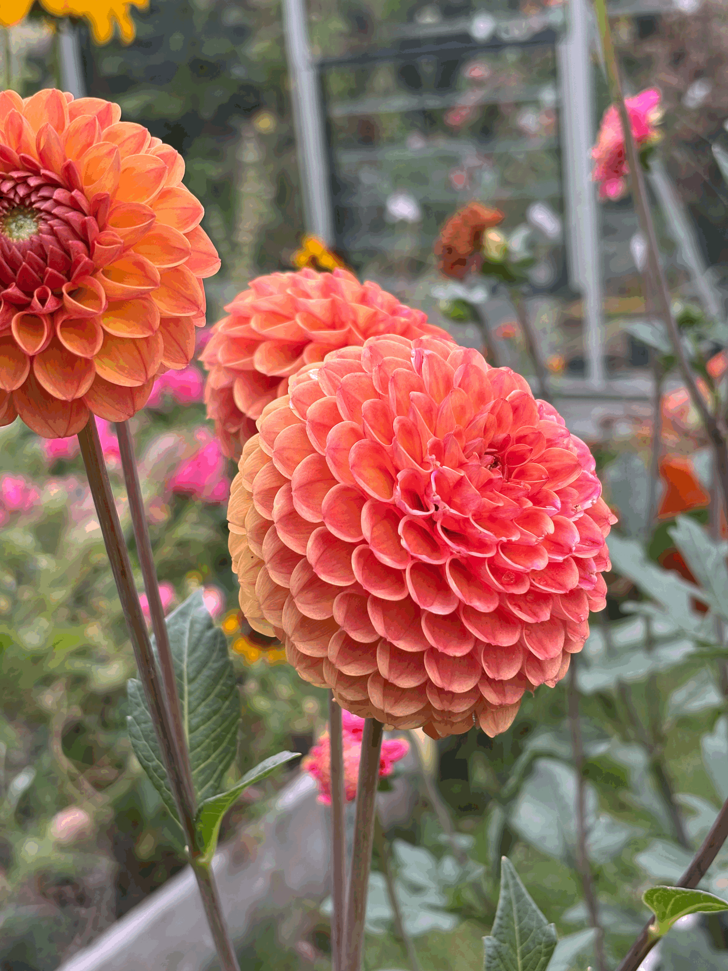 Photo of Cornel Brons dahlia