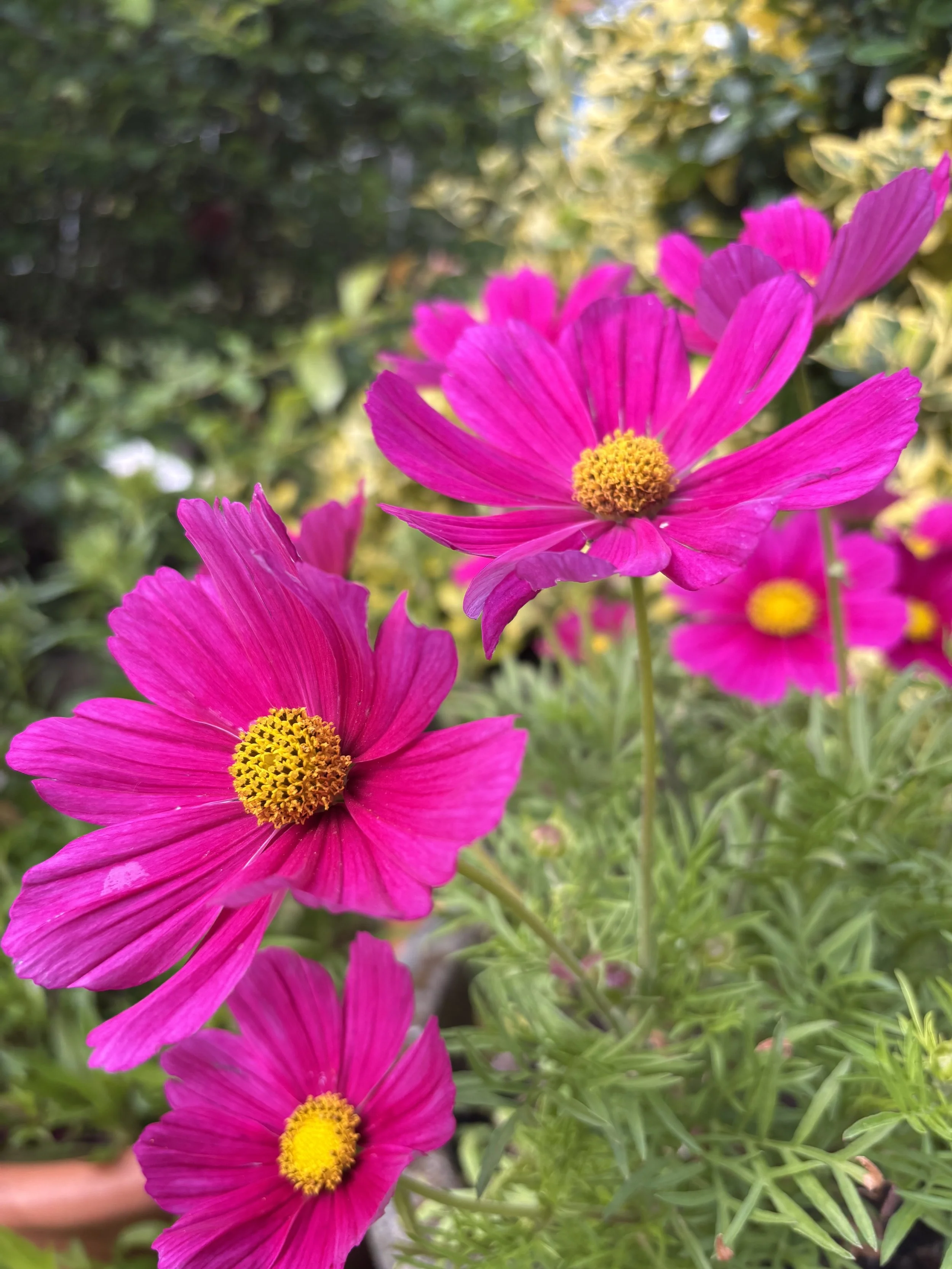 Image of a cosmos dazzler pink flower