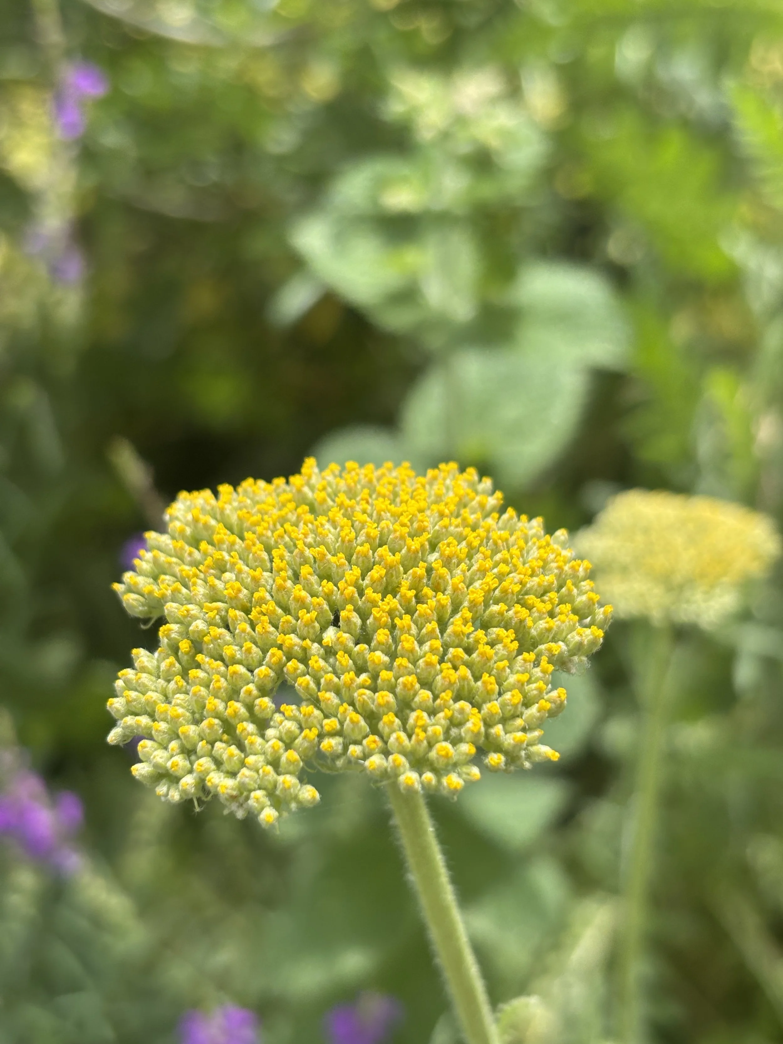 Image of a golden yarrow flower achillea filipendulina