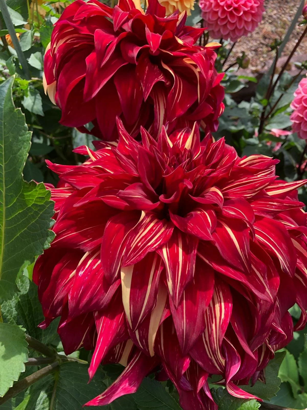 Dahlia "Bohemian Spartacus"