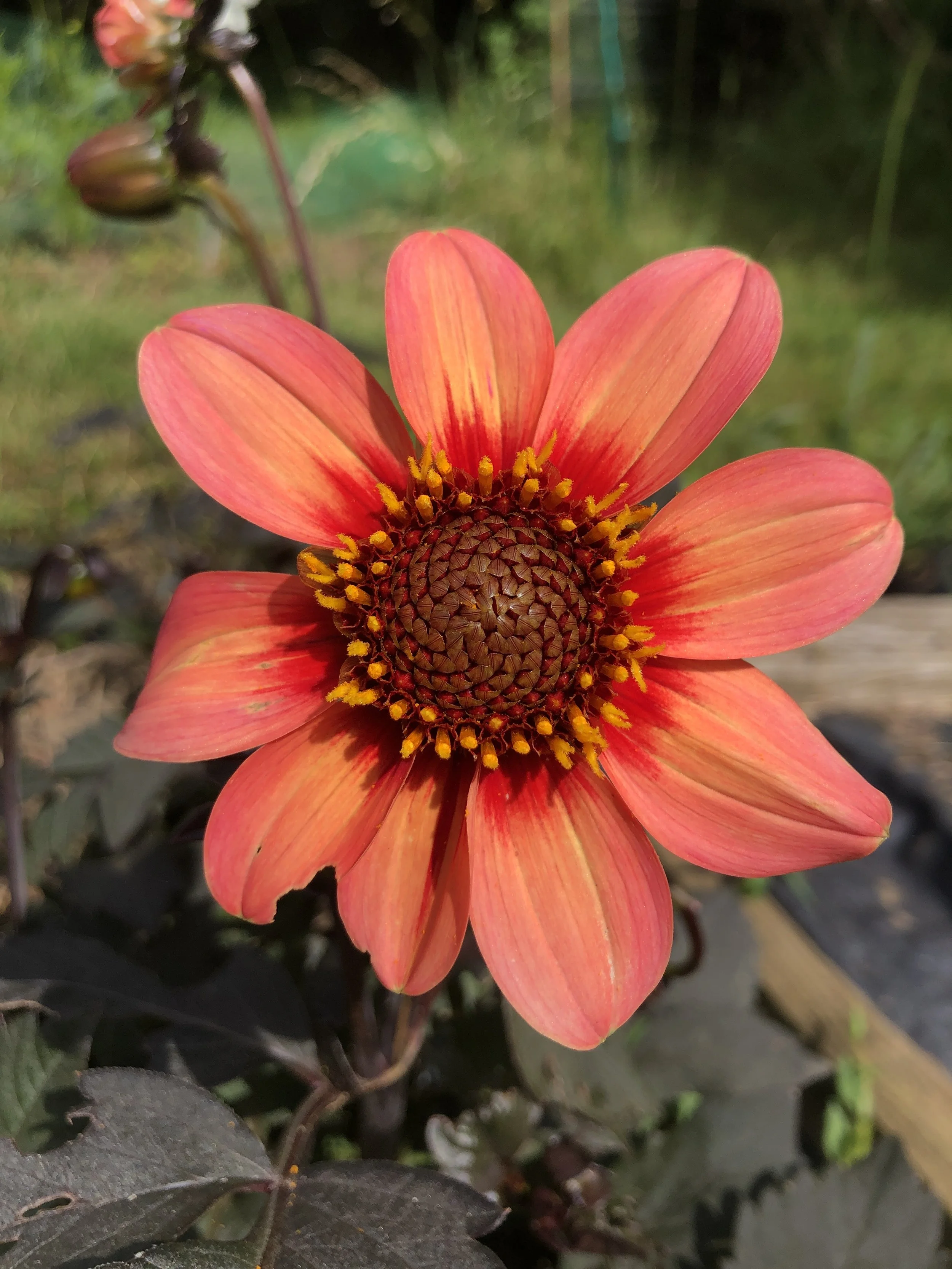 Picture of a Happy Single First Love flower