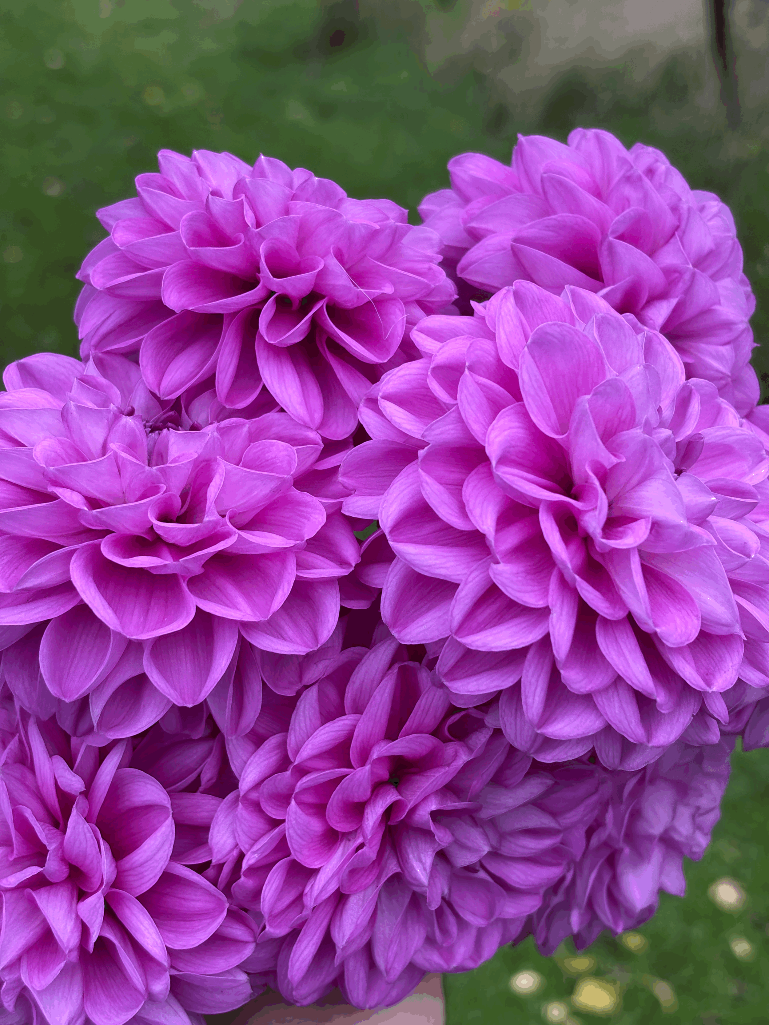Bunch of purple dahlia flowers