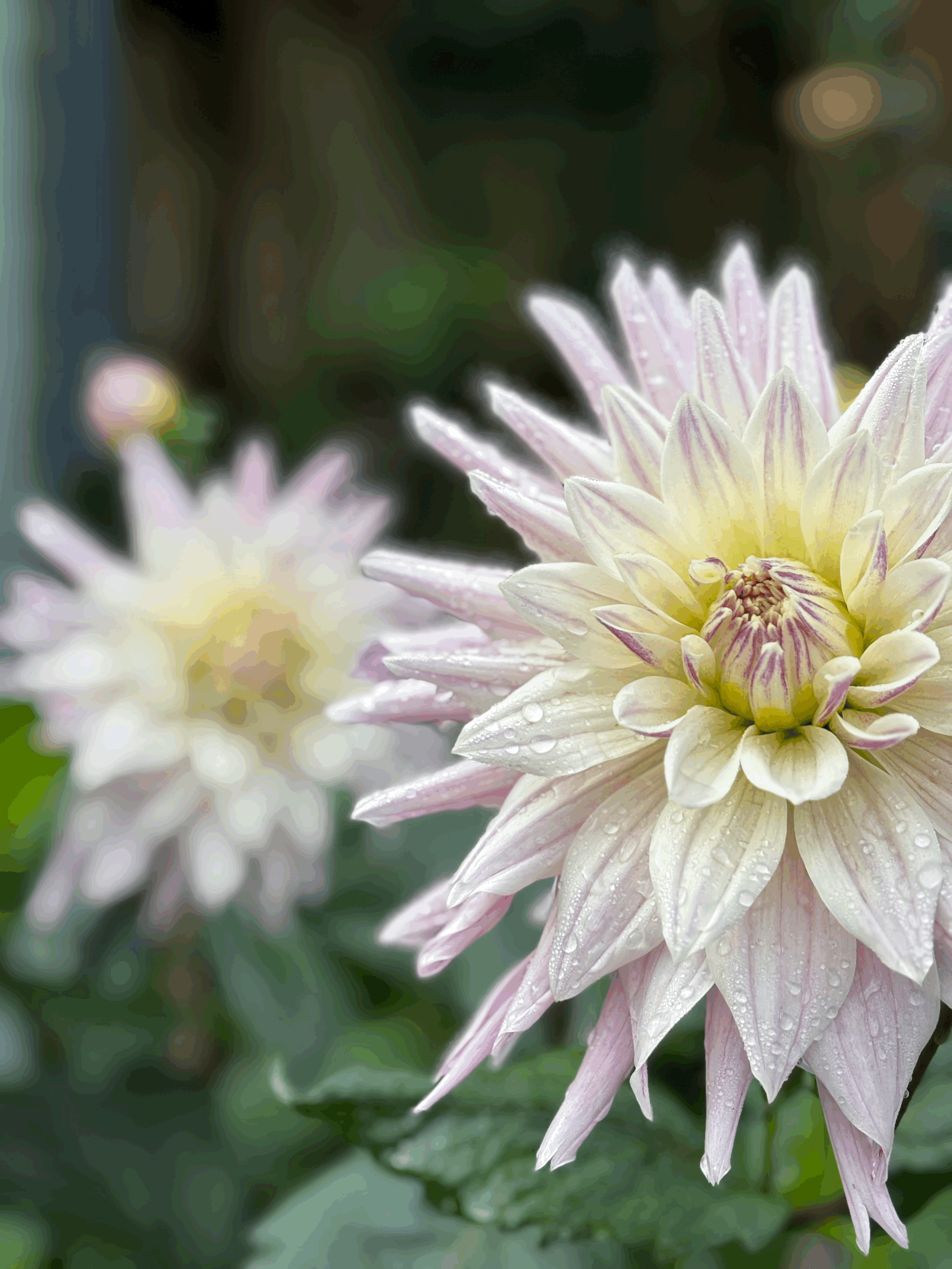 Dahlia Labyrinth Two Tone Flower