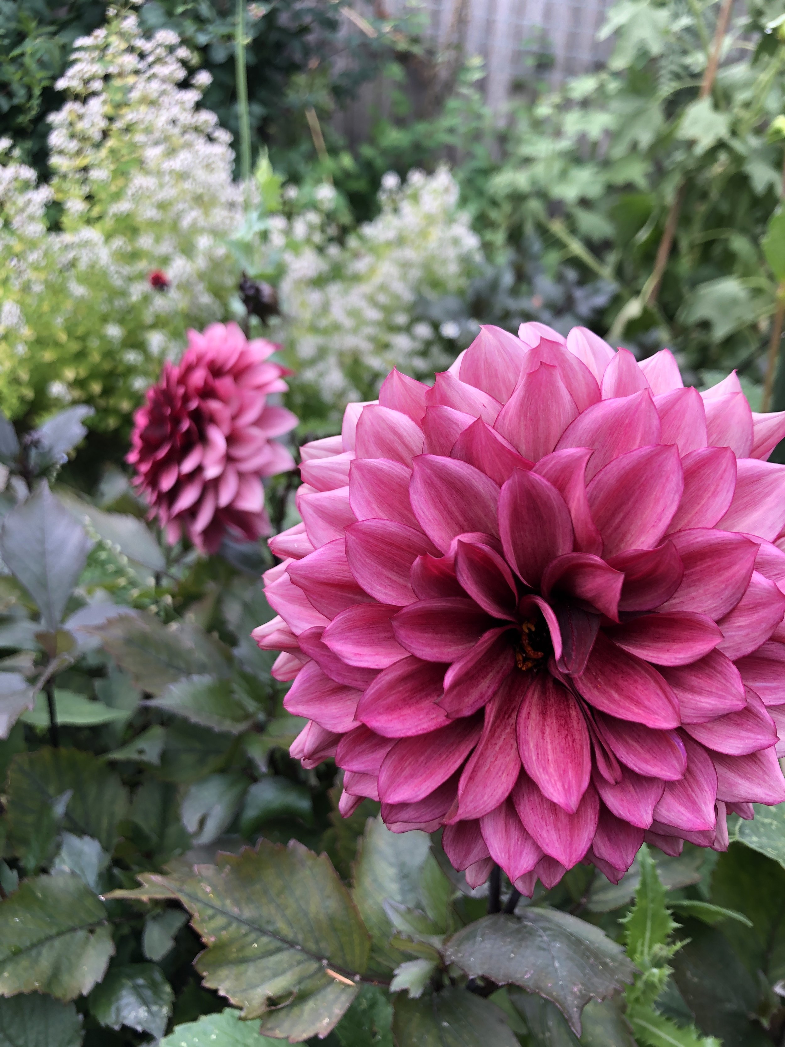 Picture of a Night Silence dahlia flower