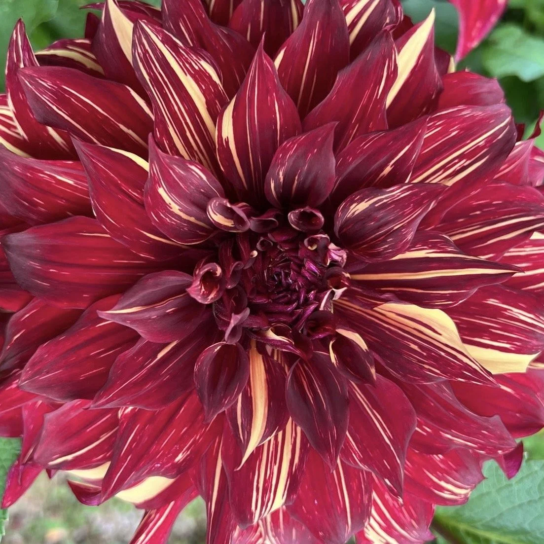 Picture of dinner plate dahlia Bohemian Spartacus flower