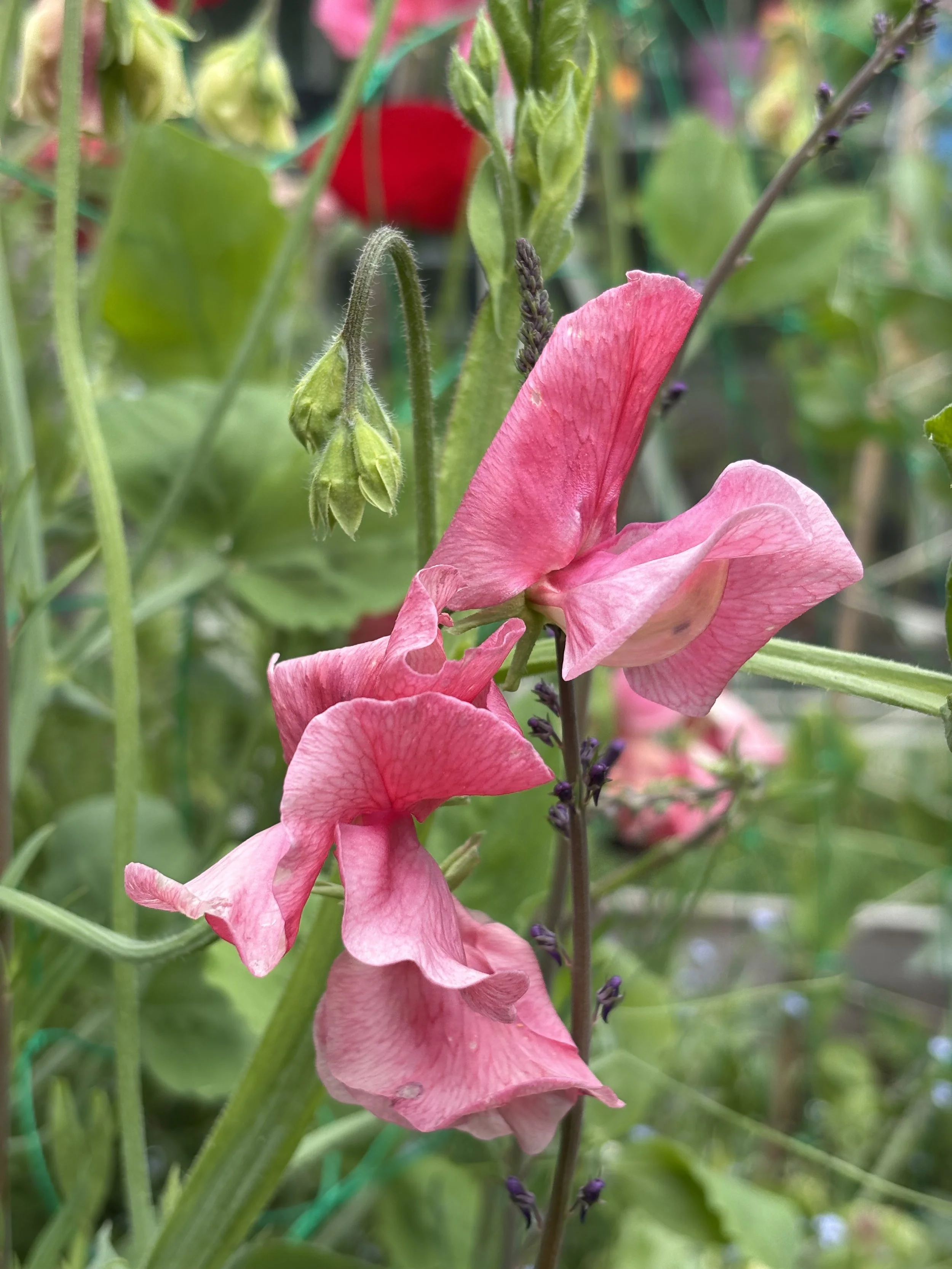 Picture of sweet pea flower MM grown from seed