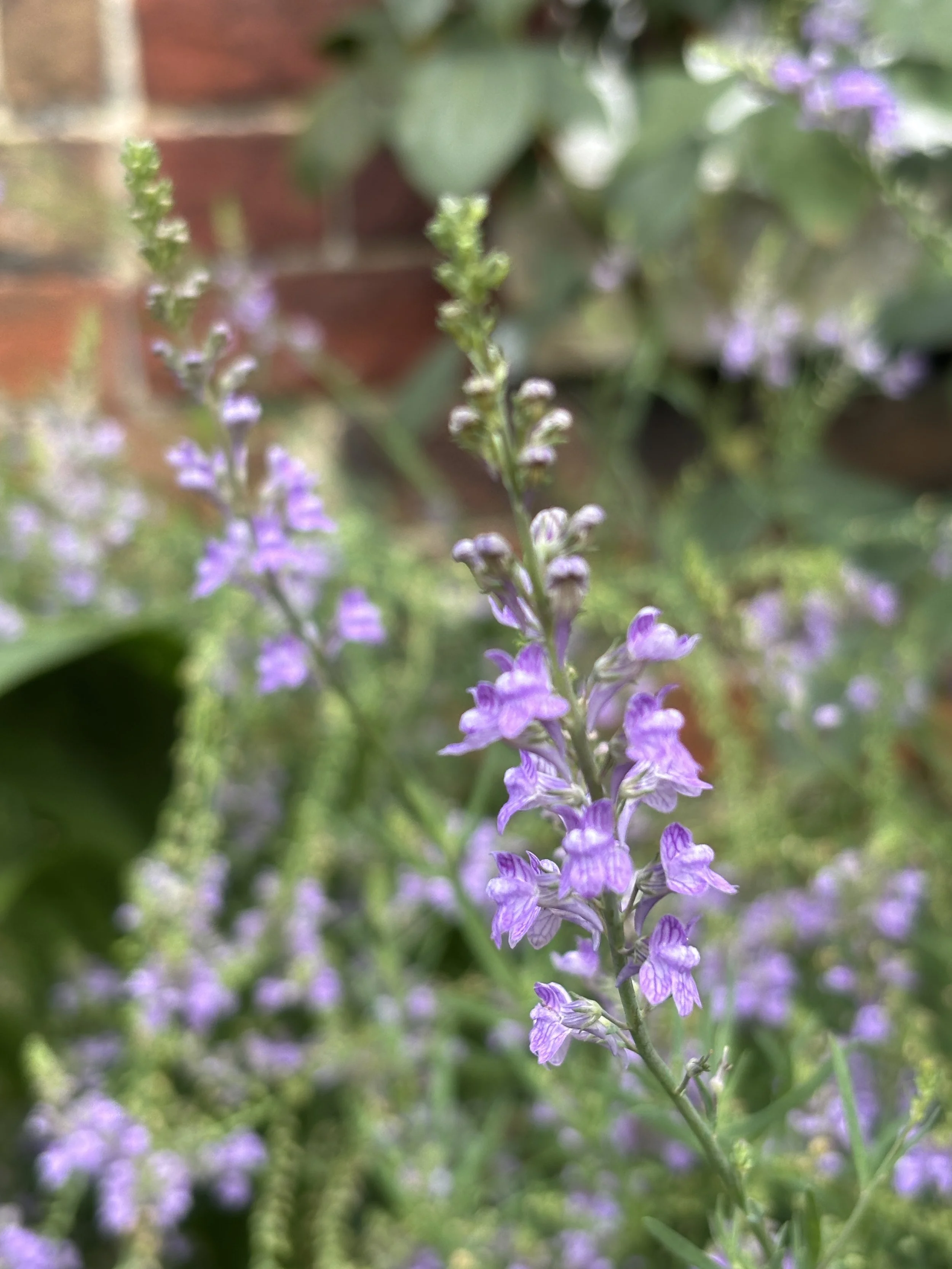 Image of linaria purpurea