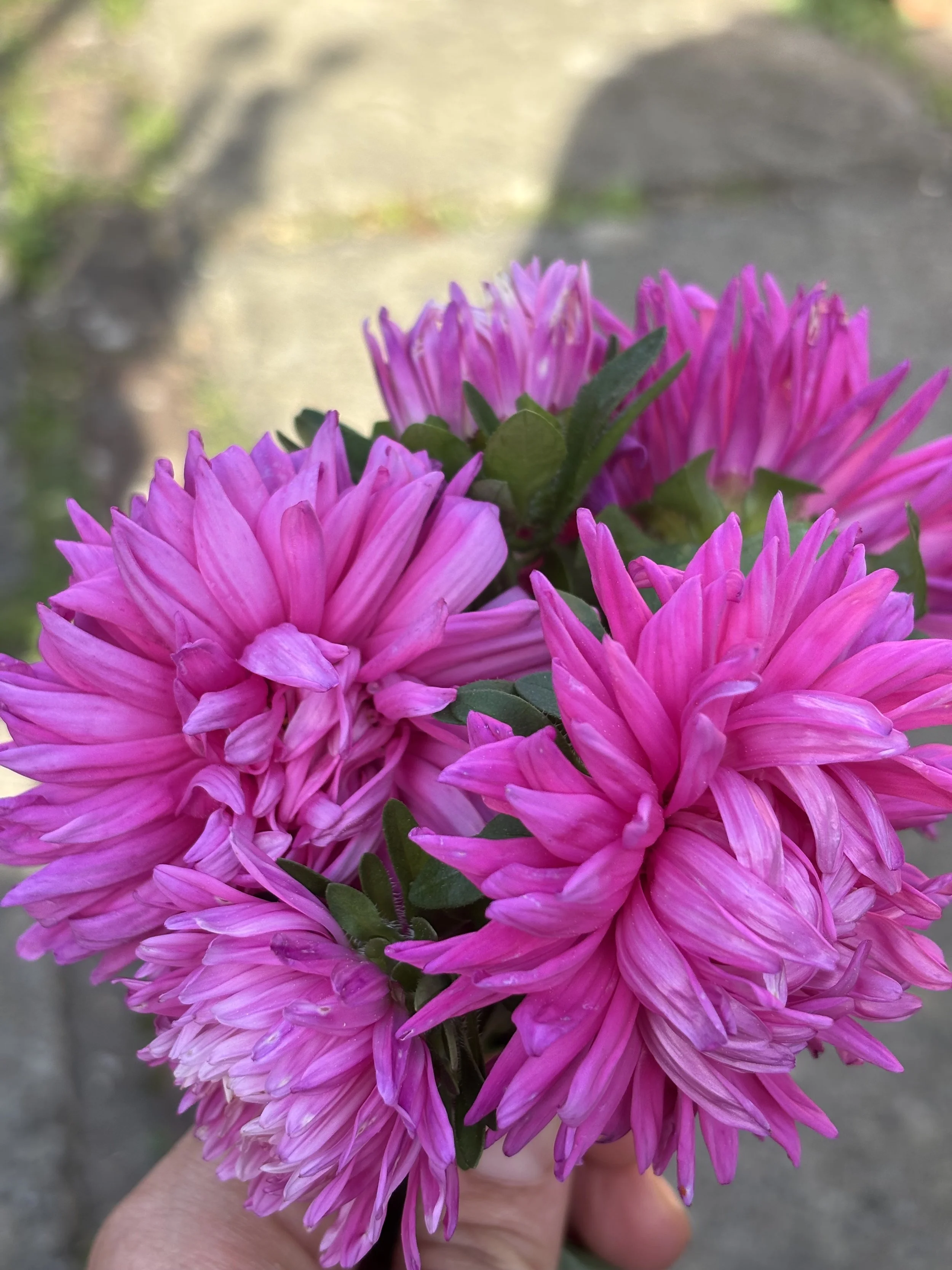 Image of a china aster flower