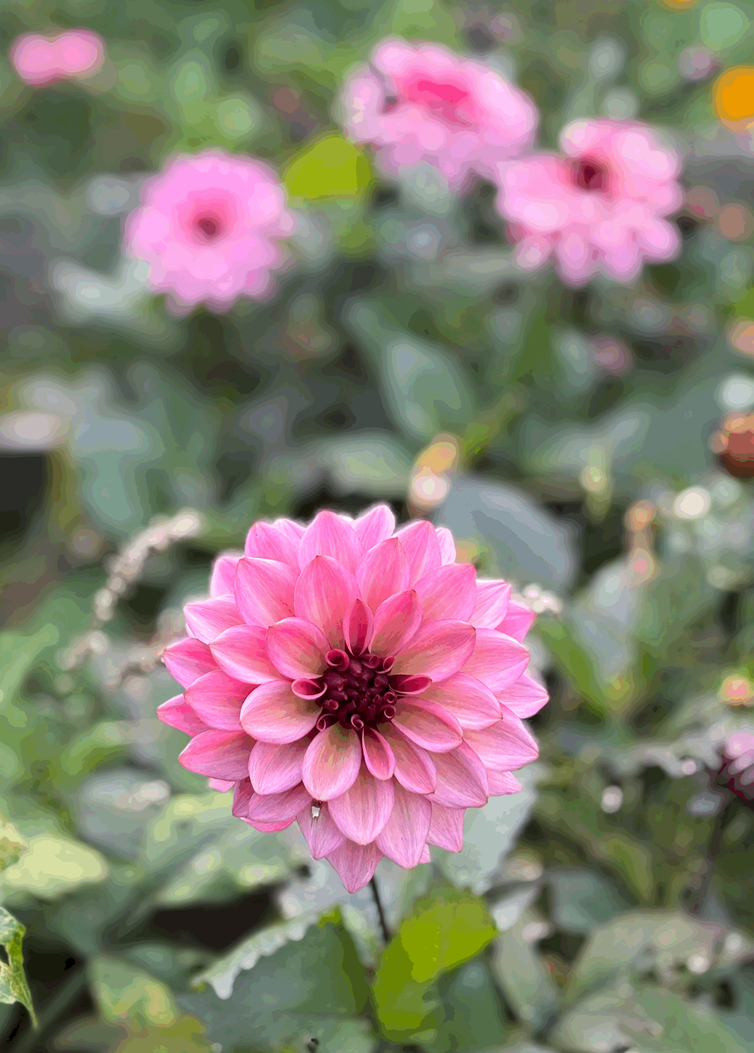 Picture of a Night Silence dahlia flower