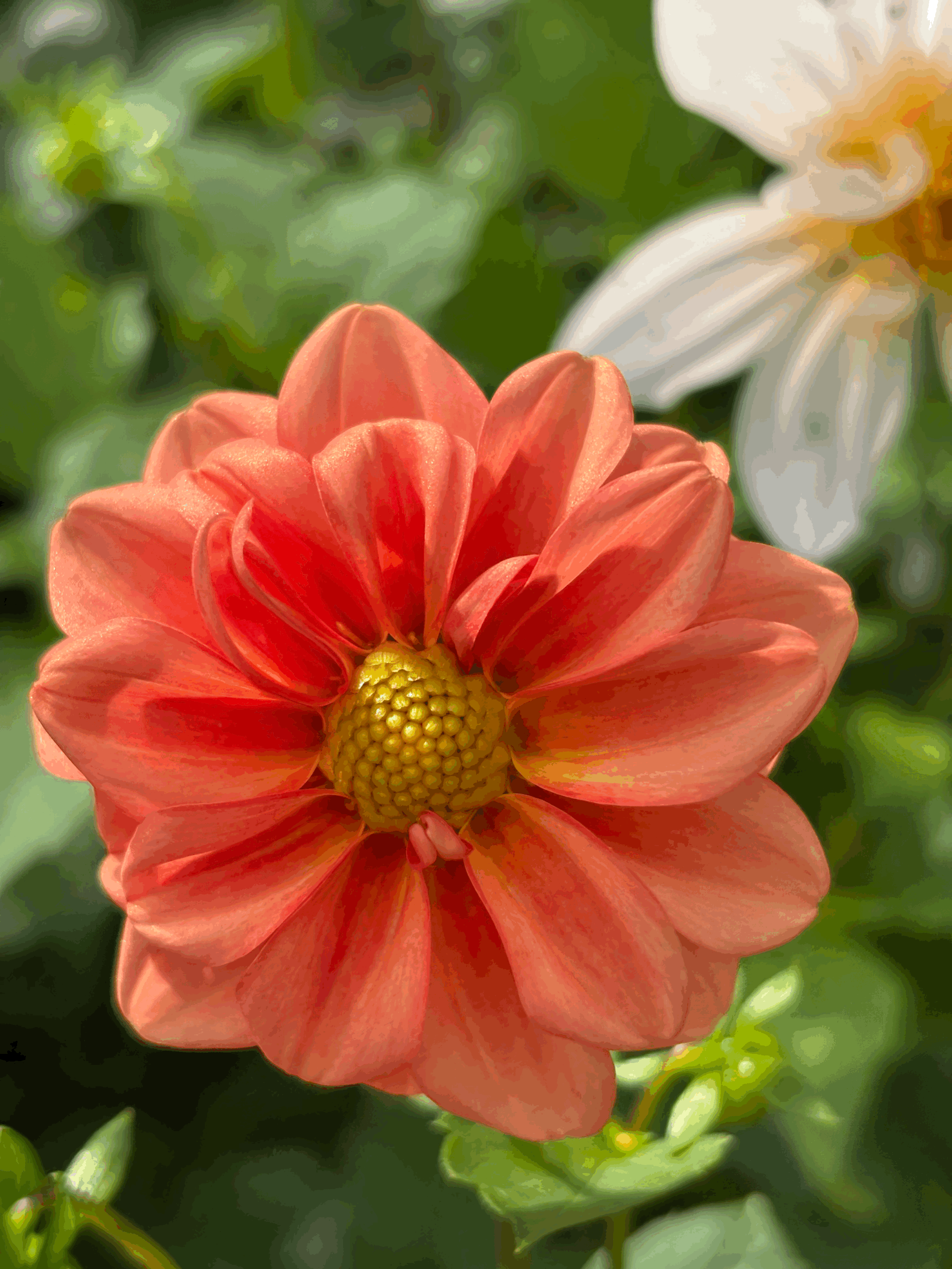 Photo of a single variety of dahlia flower