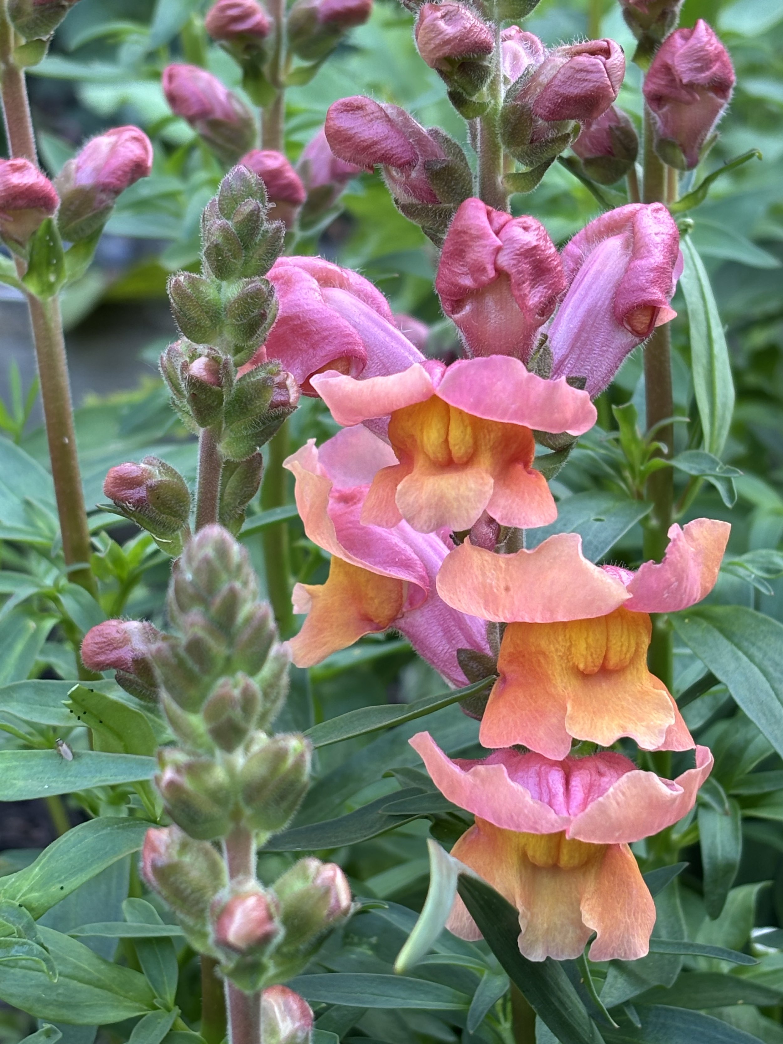 Snapdragon seeds Missenden Seeds variety orange and pink