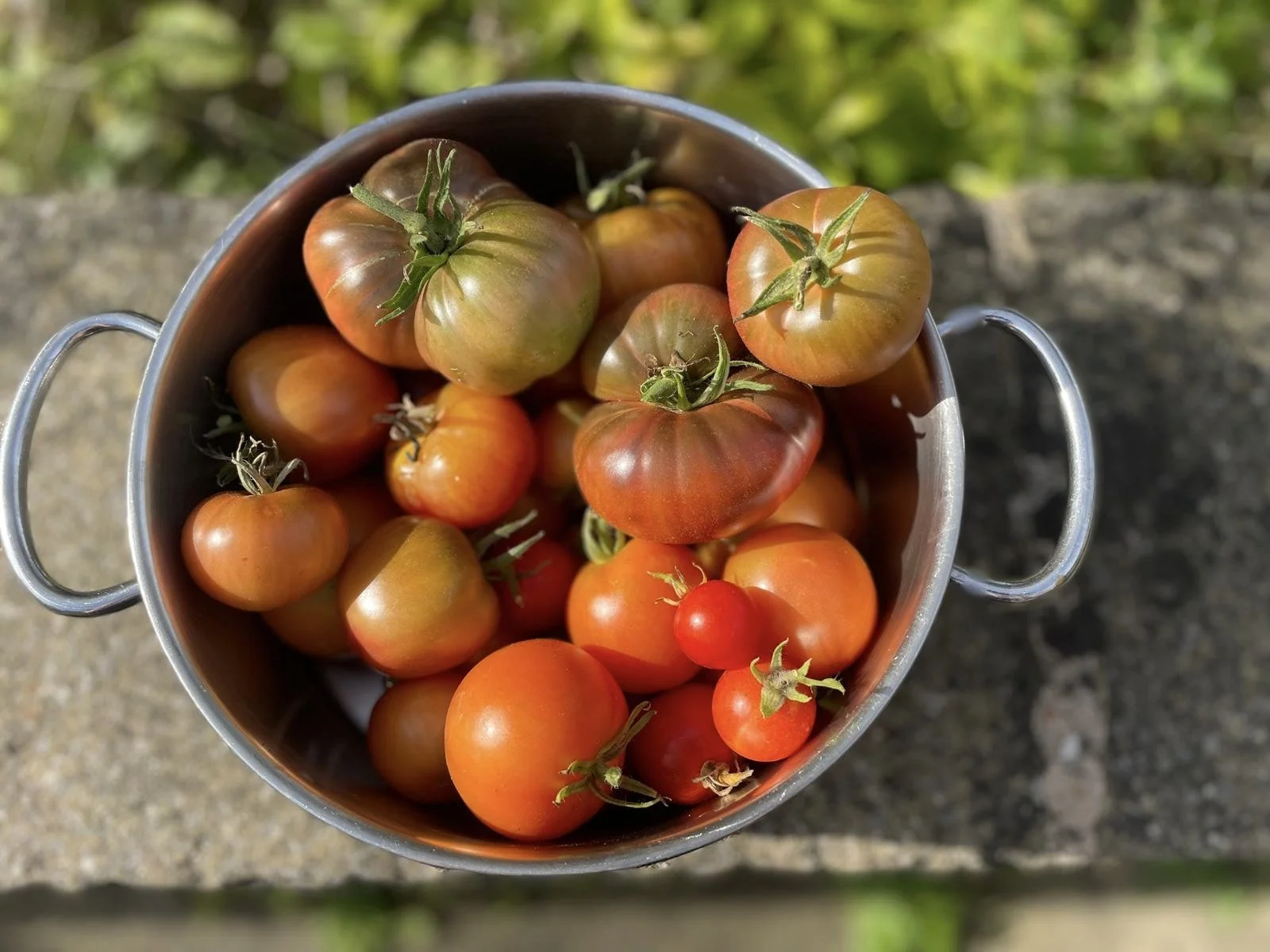 Image of Tomatoes advertisign tomato seed