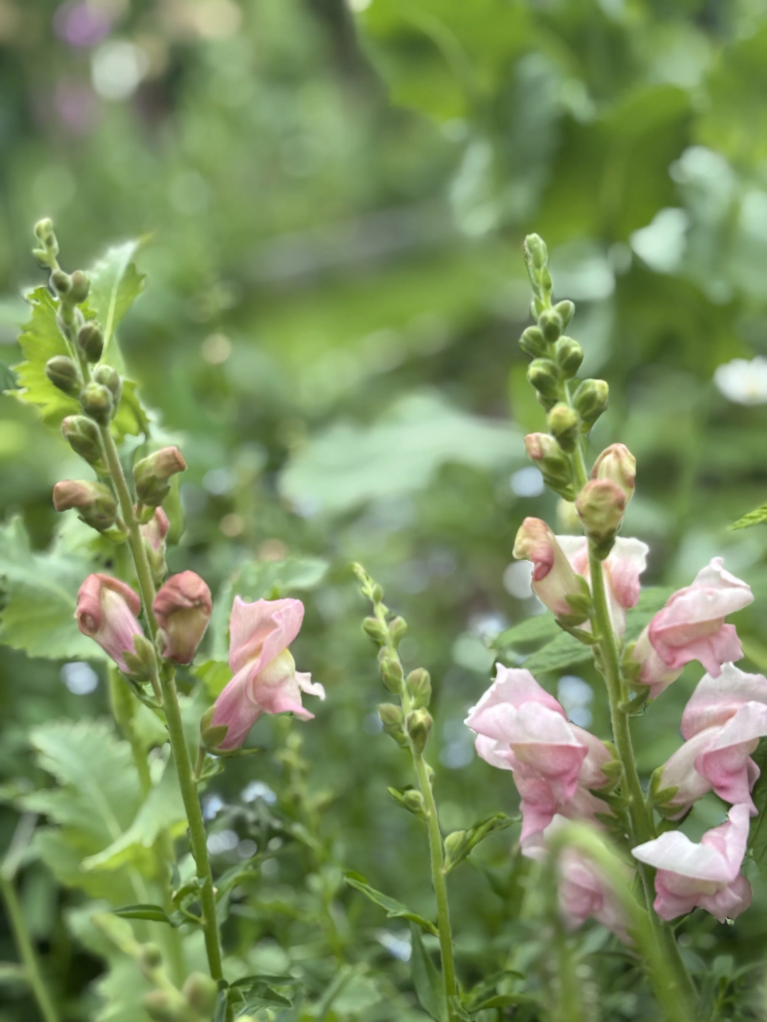 Snapdragon The Rose Seeds British Grown
