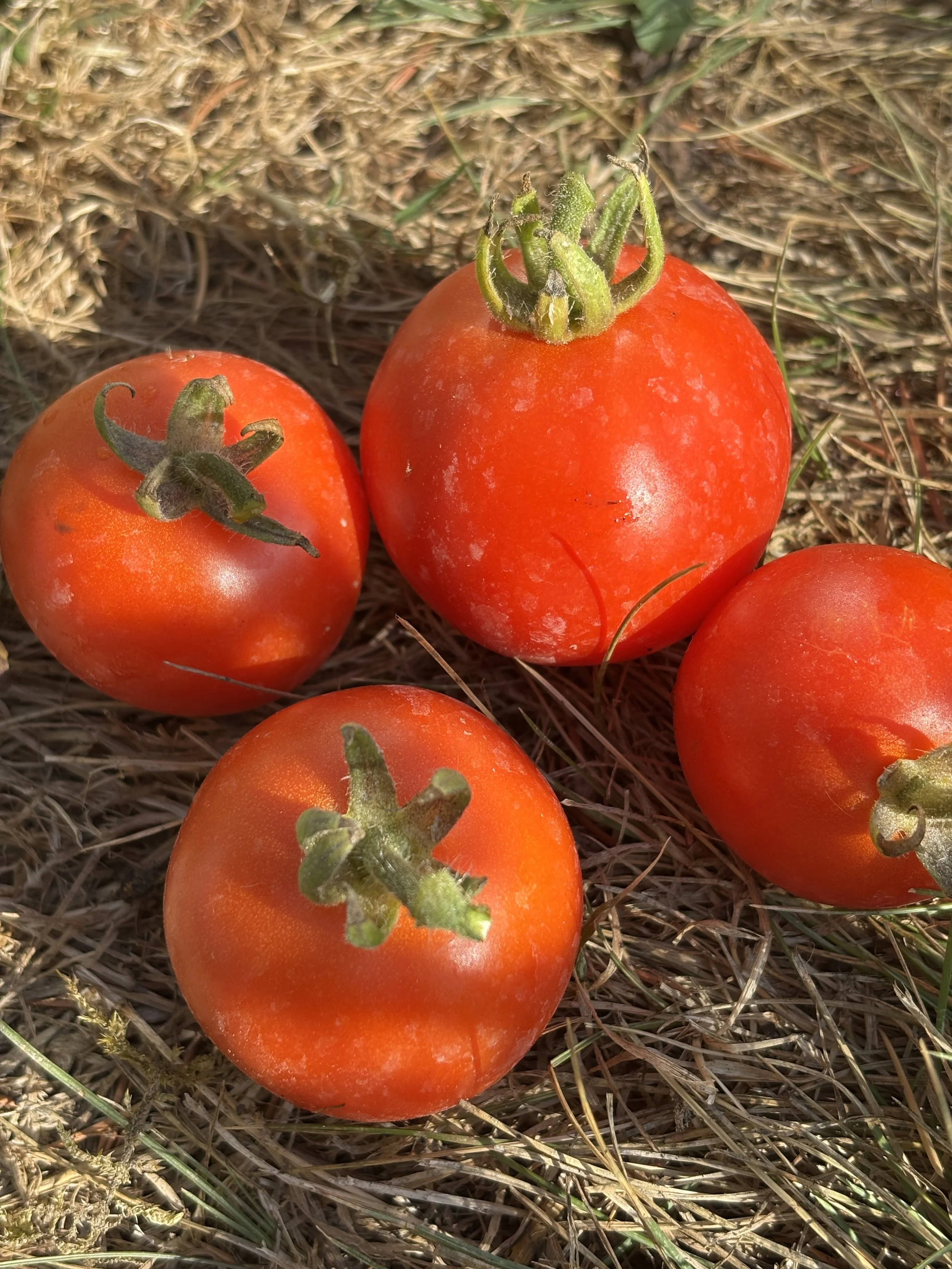 Image of Ailsa Craig tomato