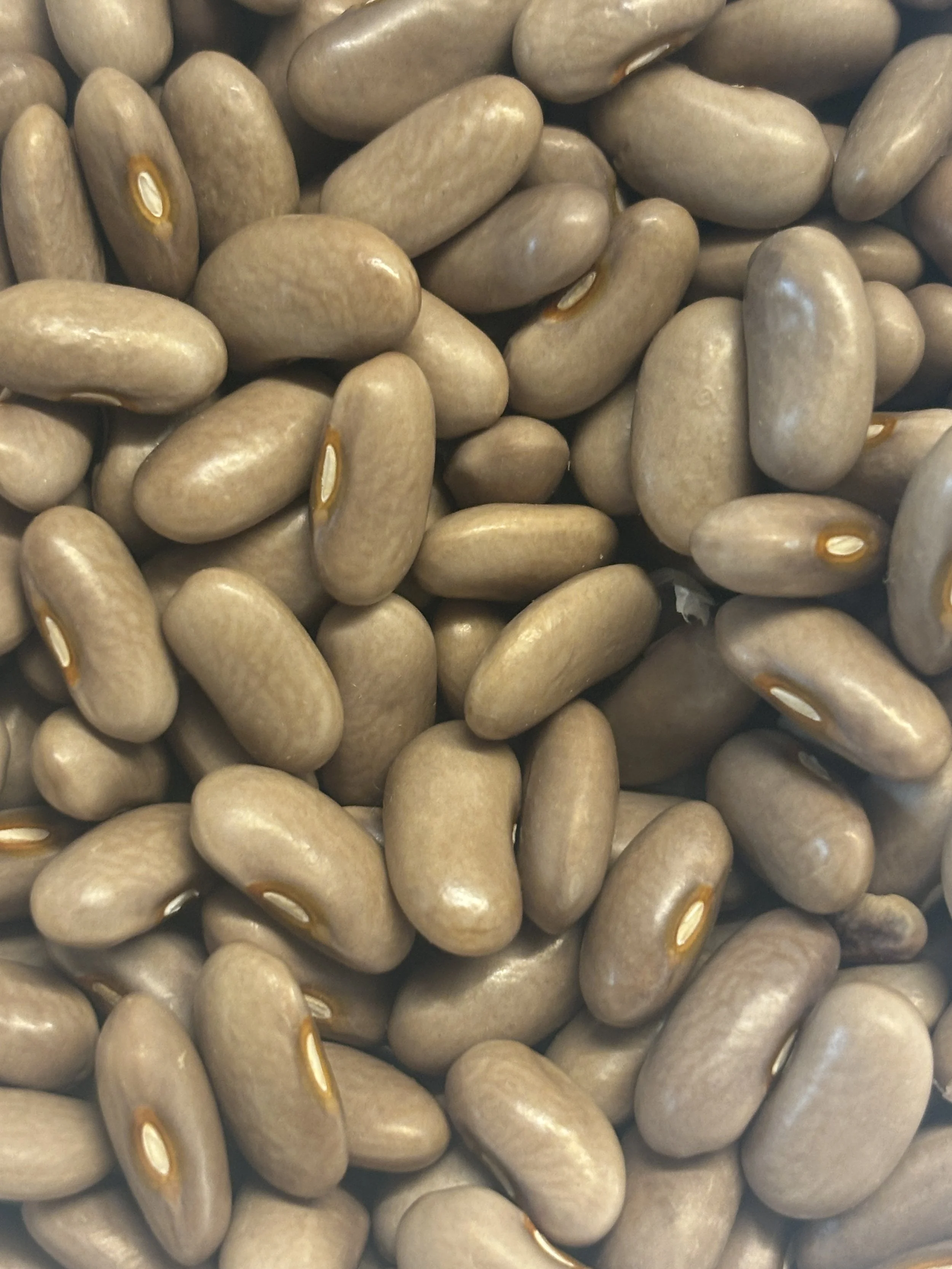 Image of Old Homestead Climbing Bean