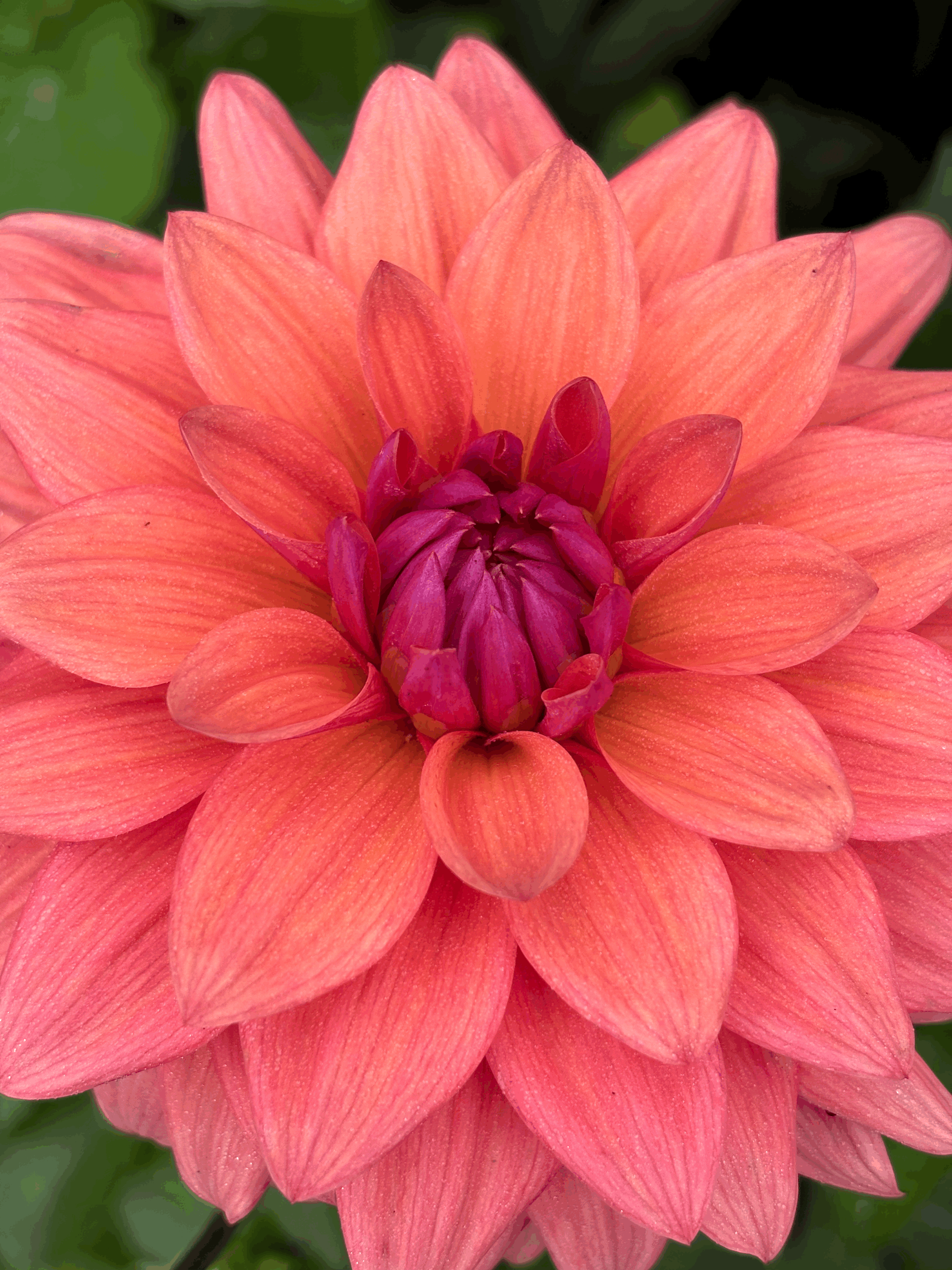 Picture of a Dahlia American Dawn flower
