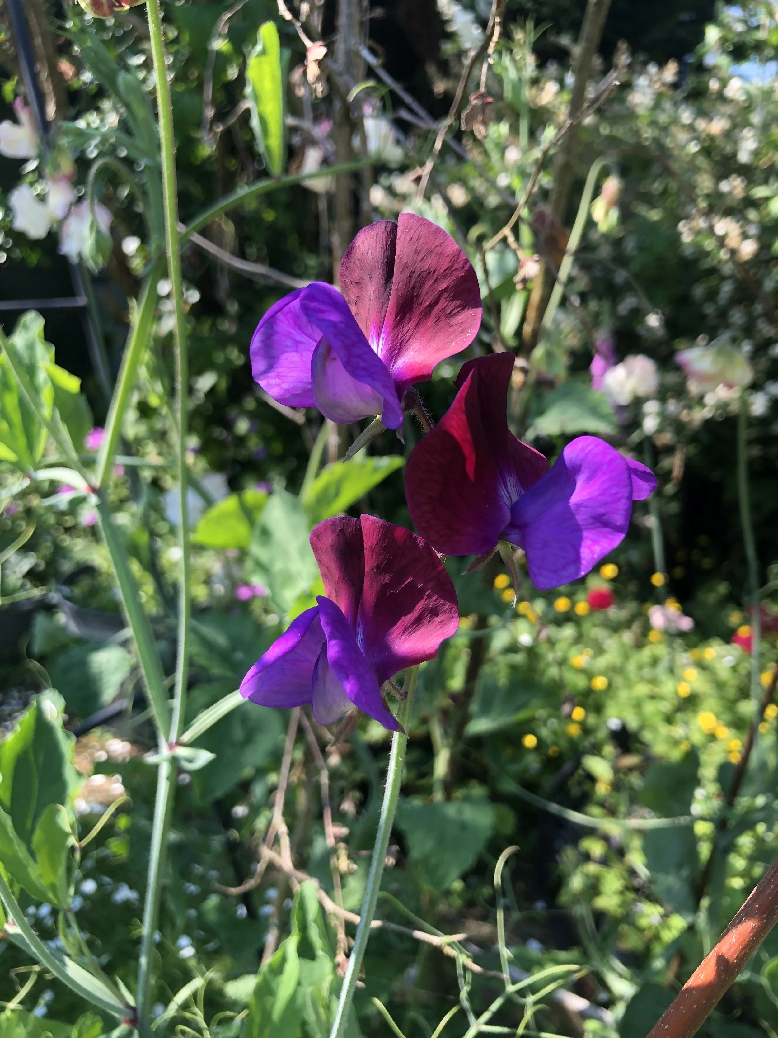 Image of Sweet Pea Matucana