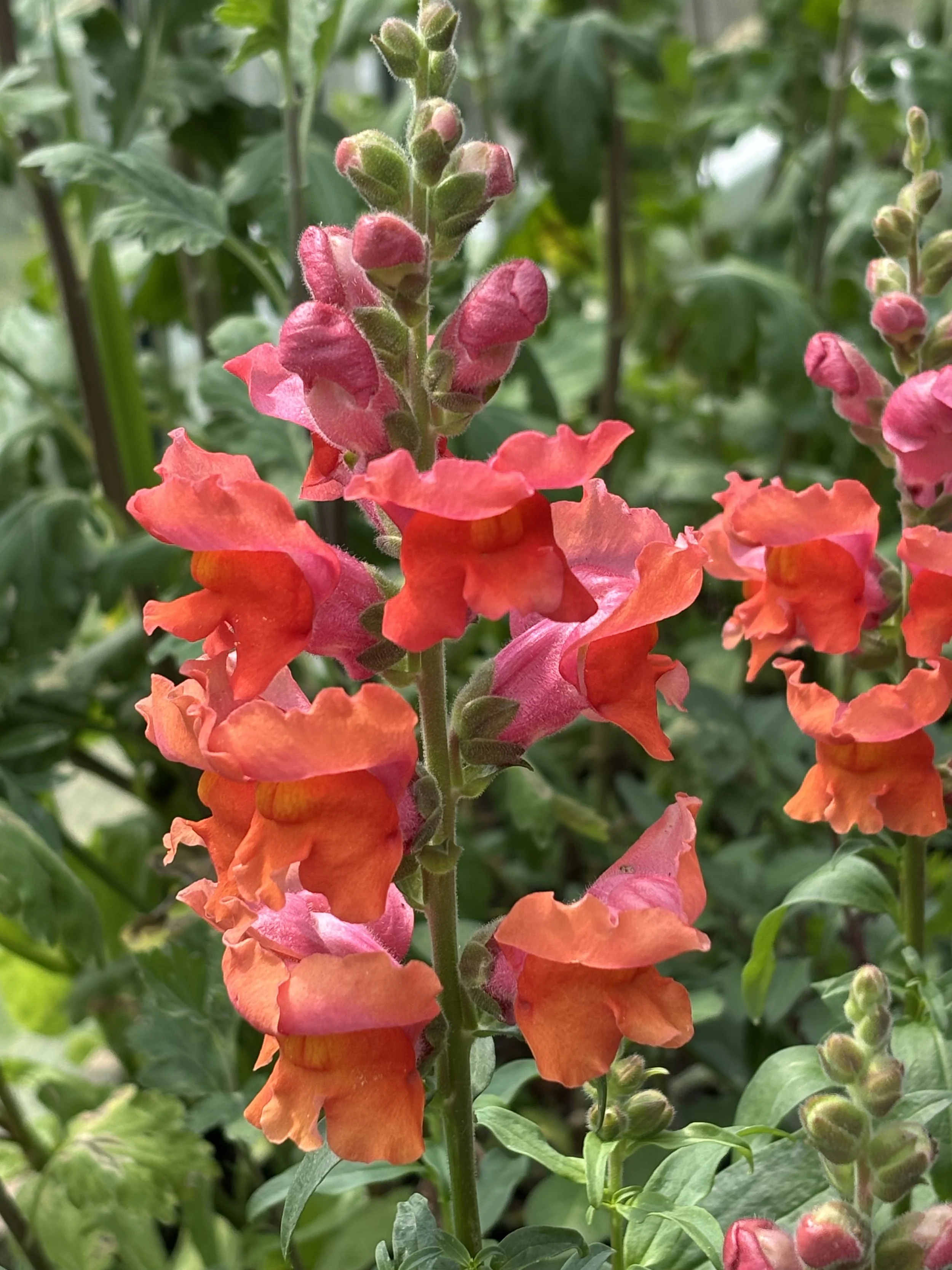 Snapdragon seeds Missenden Seeds variety orange and pink