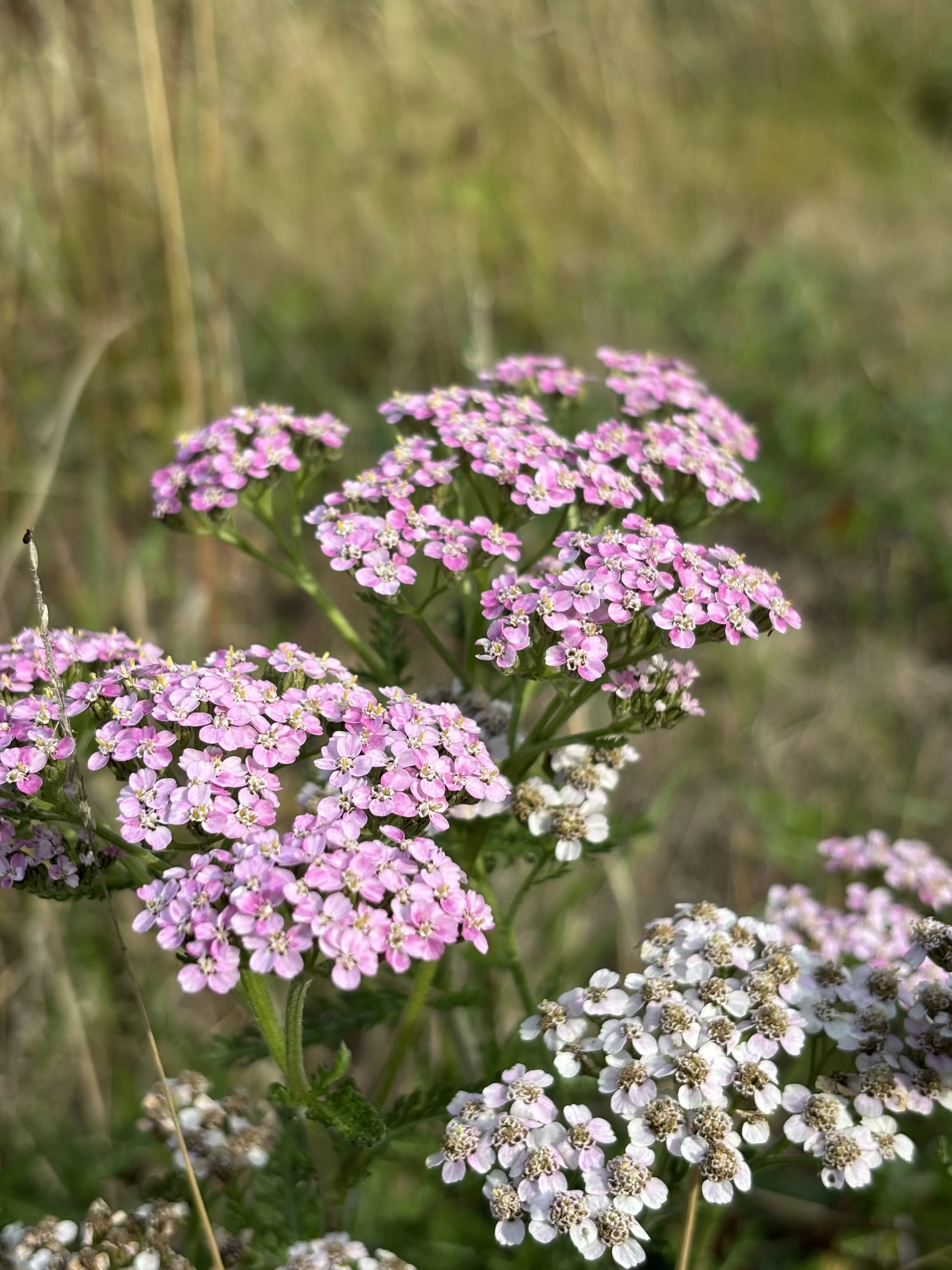 Image of achillea millefolium