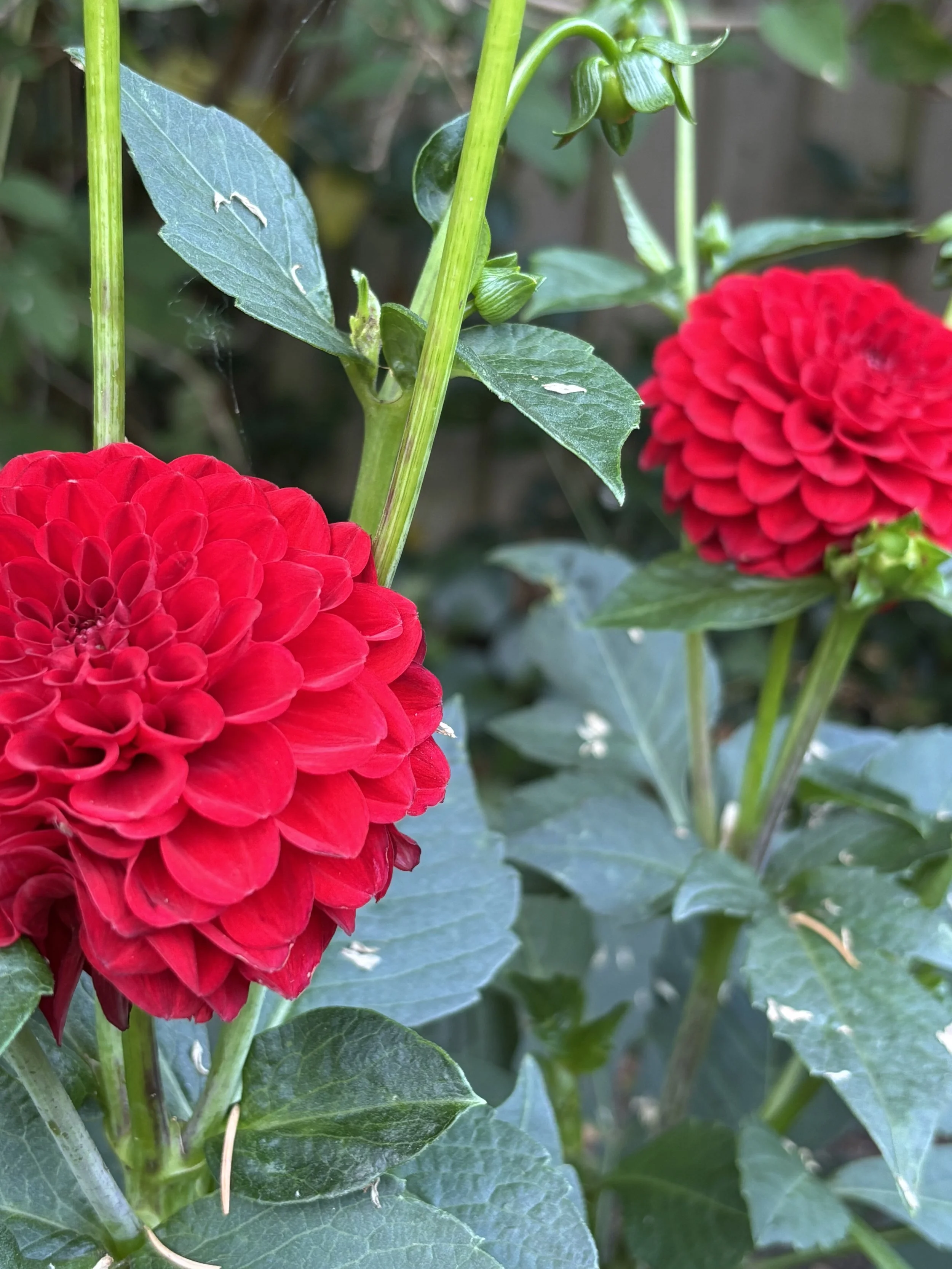Picture of a red pompon dahlia