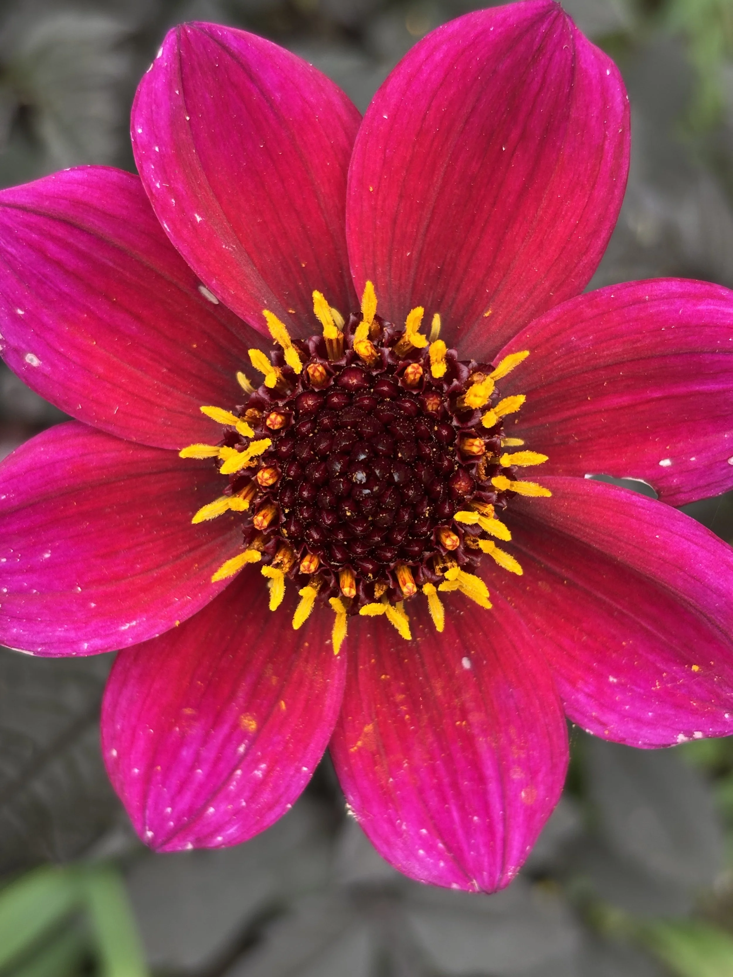 Picture of a dahlia dracula flower