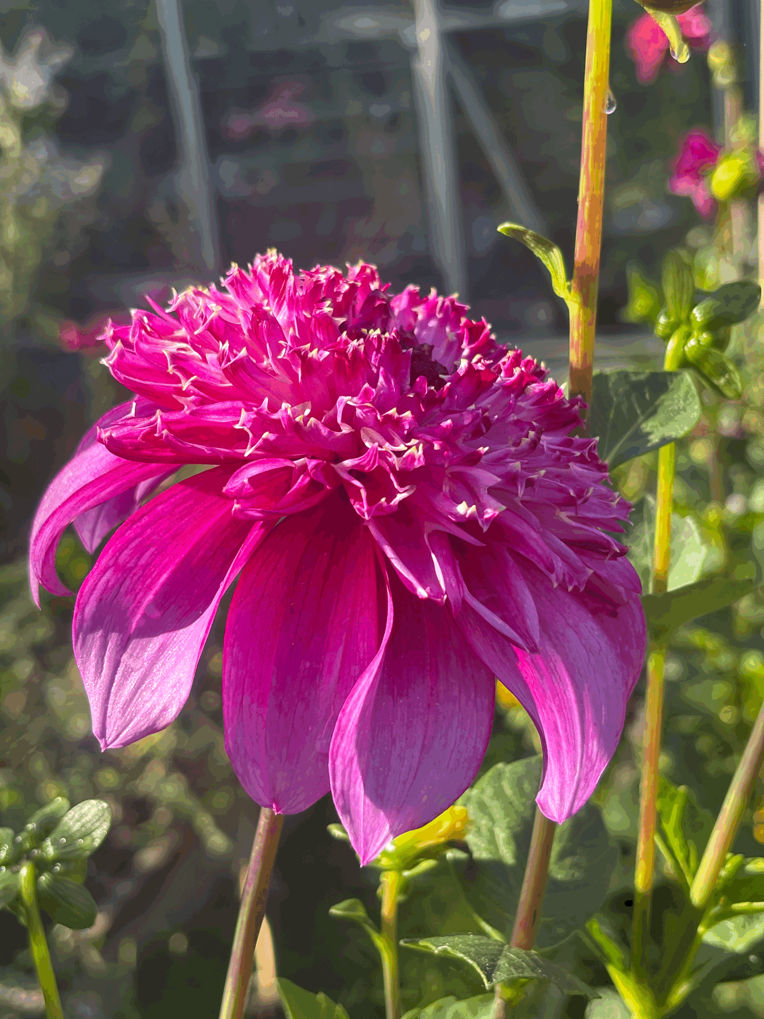Picture of a Richard's Fortune dahlia flower
