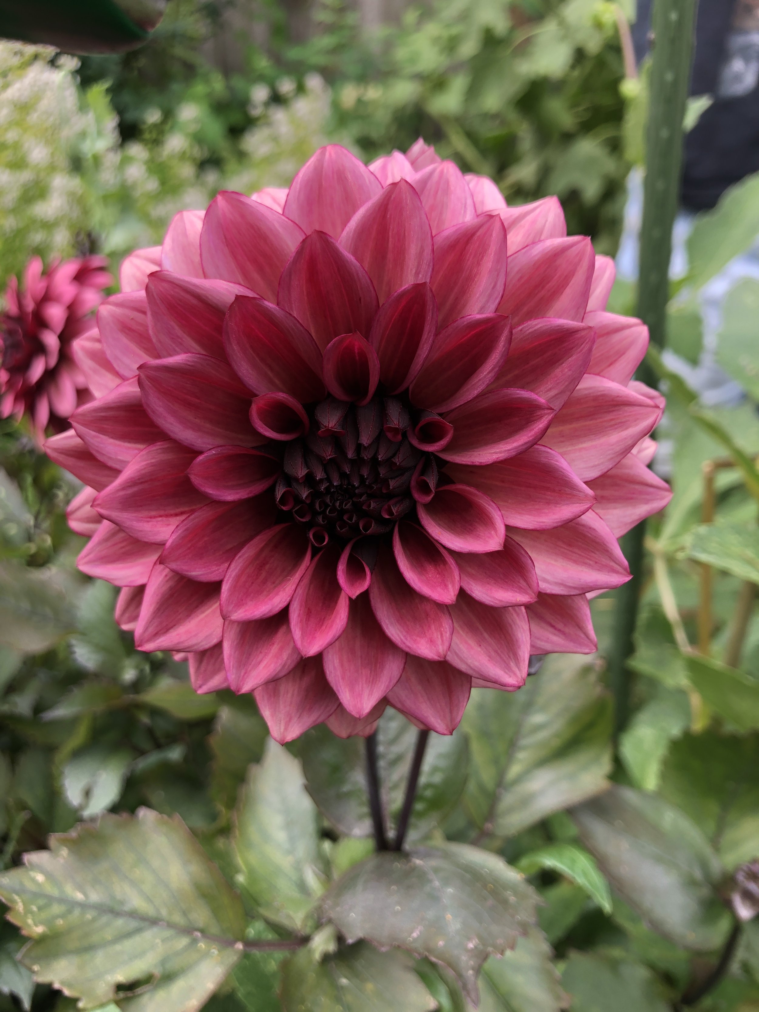 Picture of a Night Silence dahlia flower