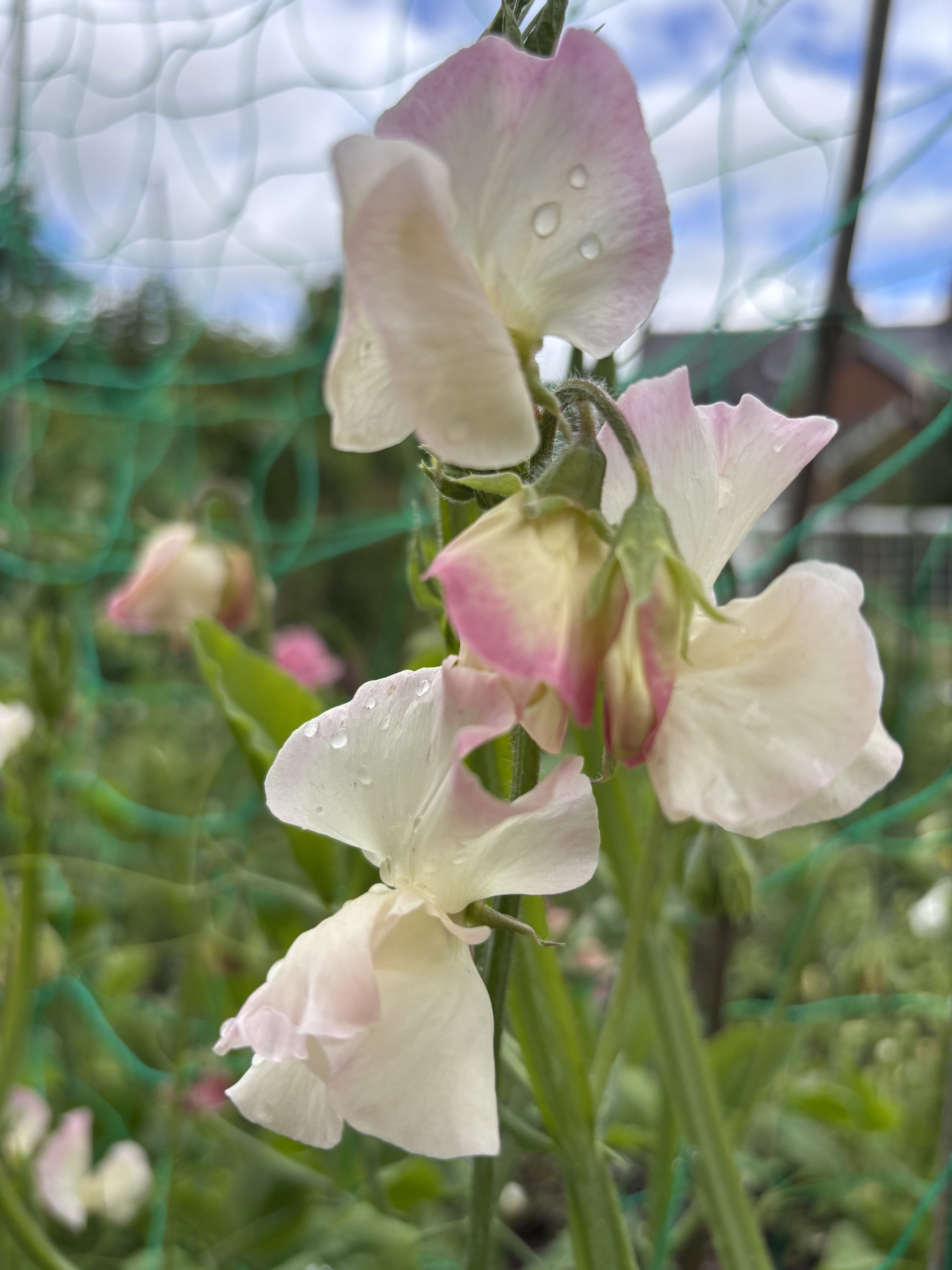 Photo of a Bix Sweet Pea flower