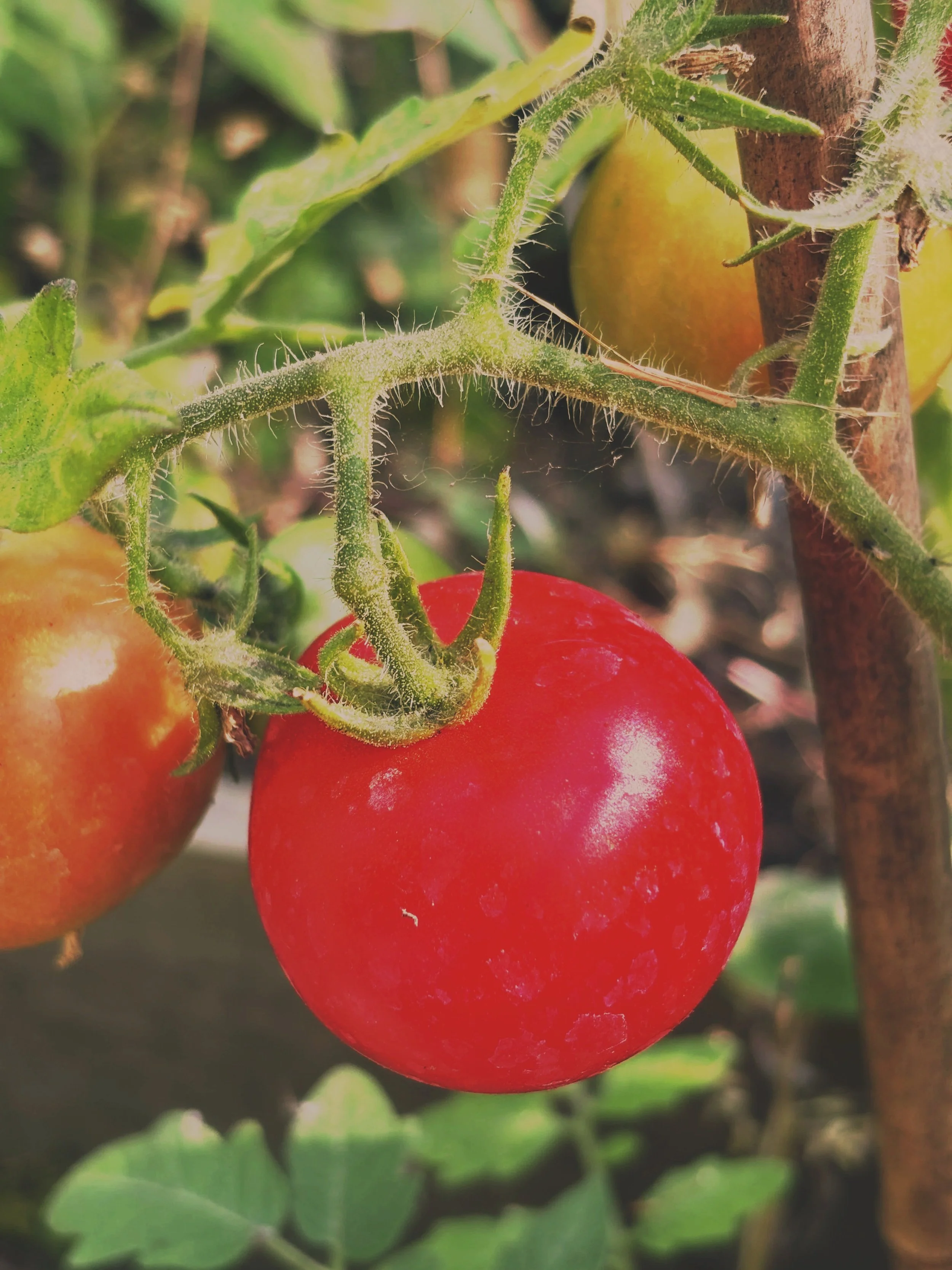 Image of a Tomato Moneymaker