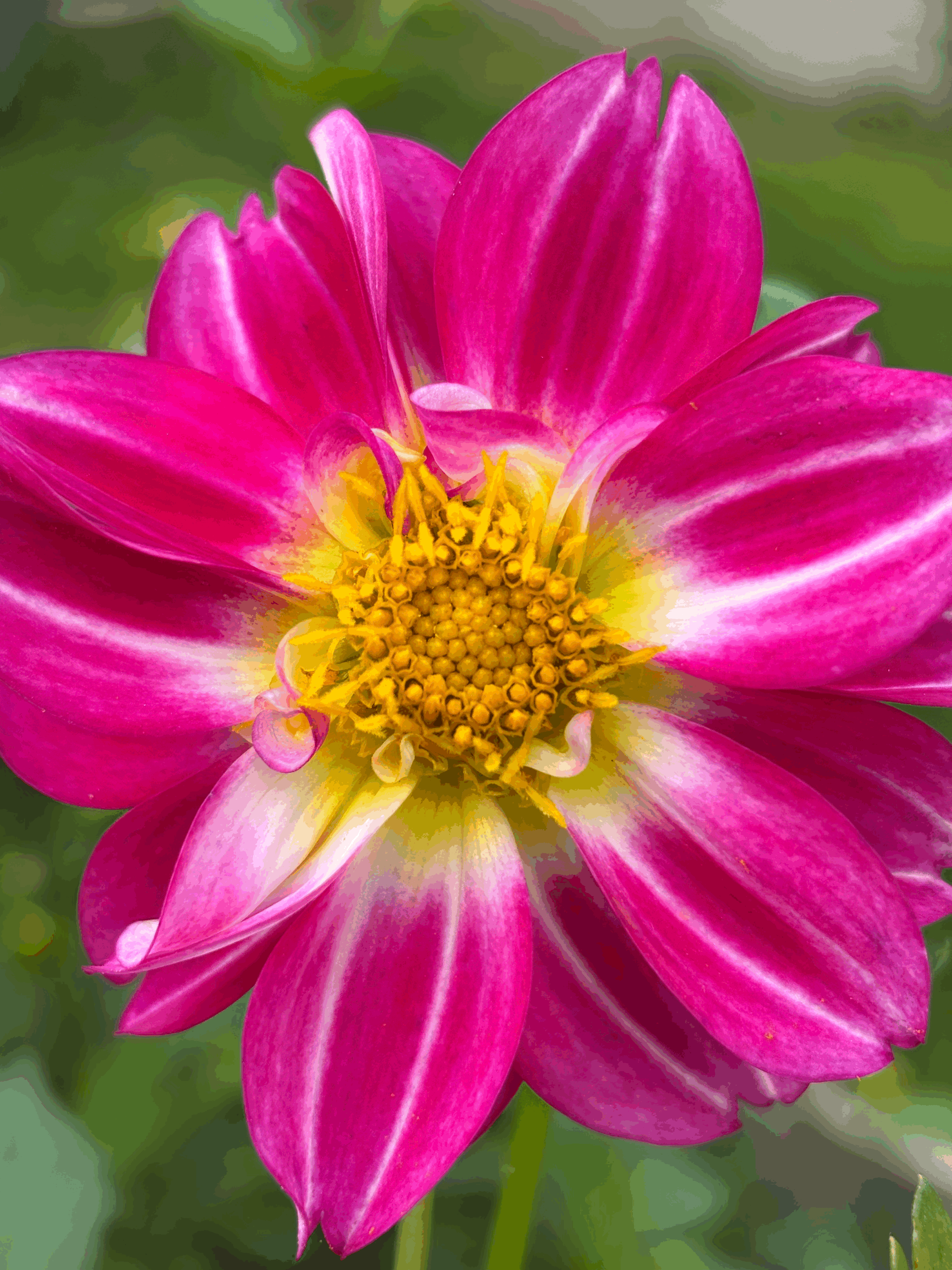 Photo of a single variety of dahlia flower