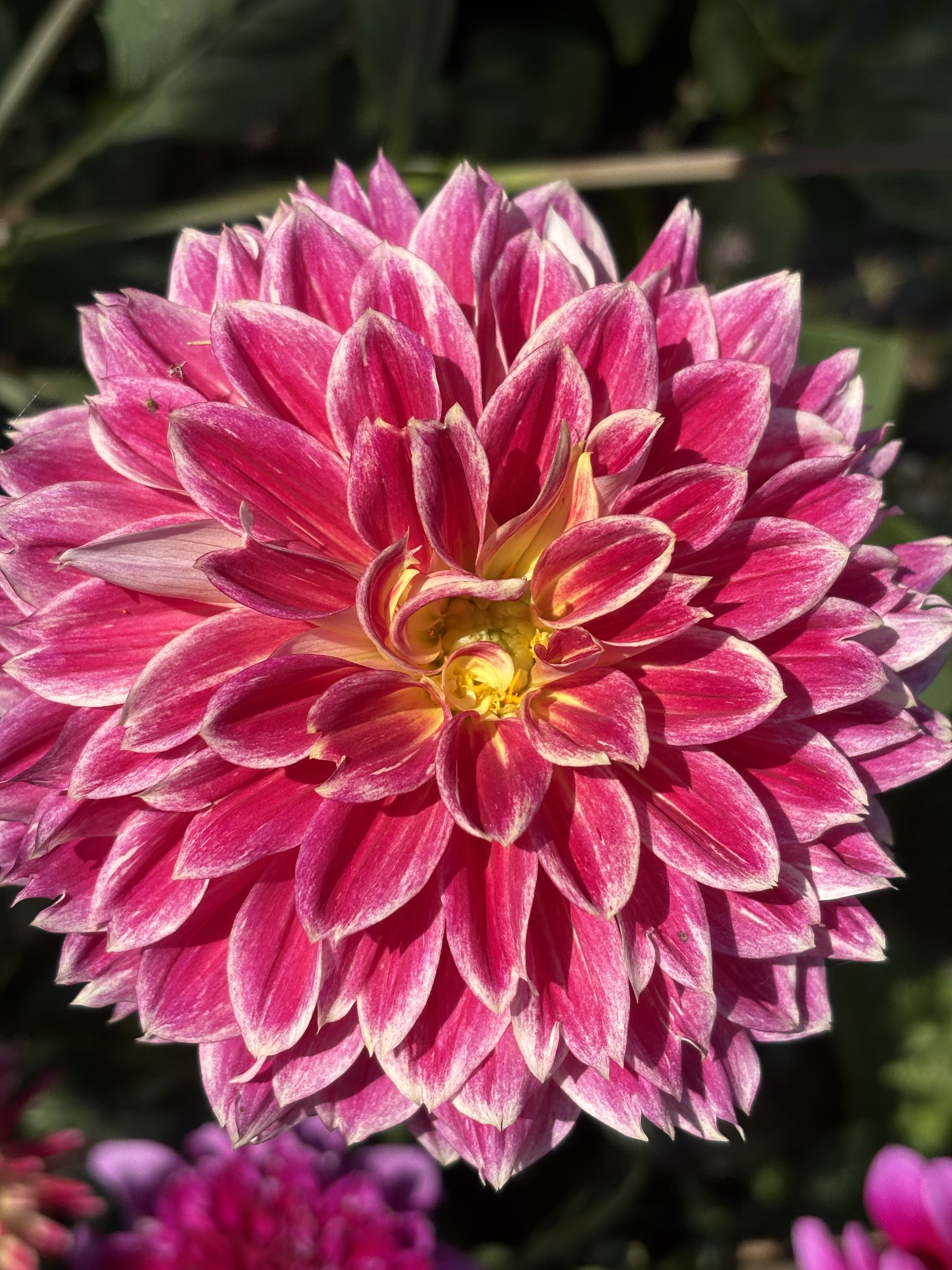 Picture of dahlia Temple of Beauty