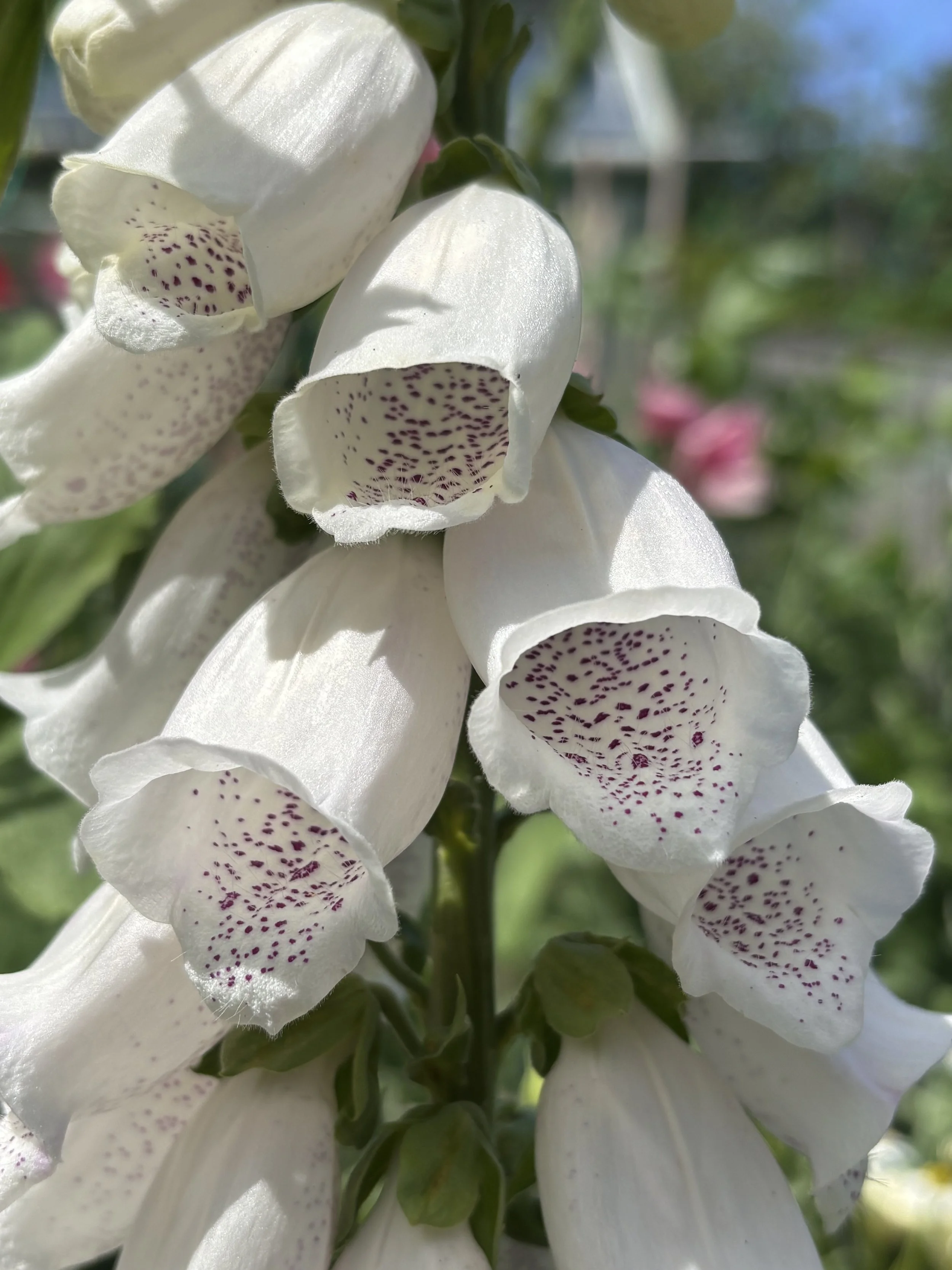 Image of a white foxglove flower
