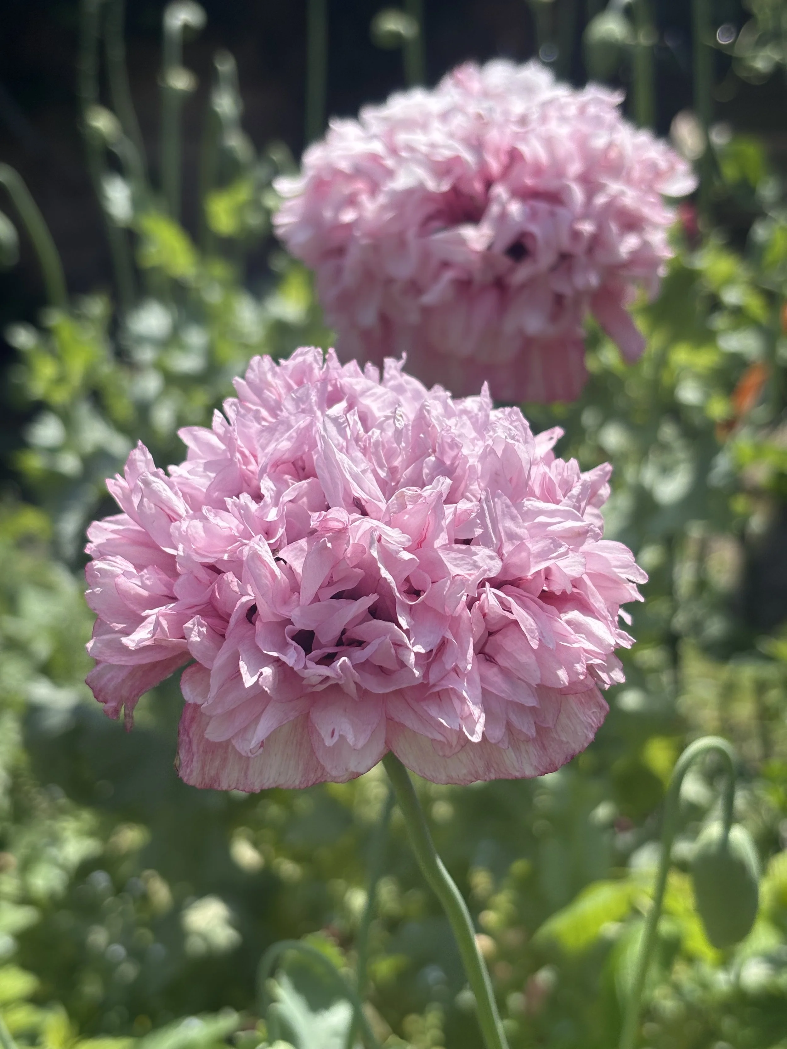 IMG_5049.jpeg