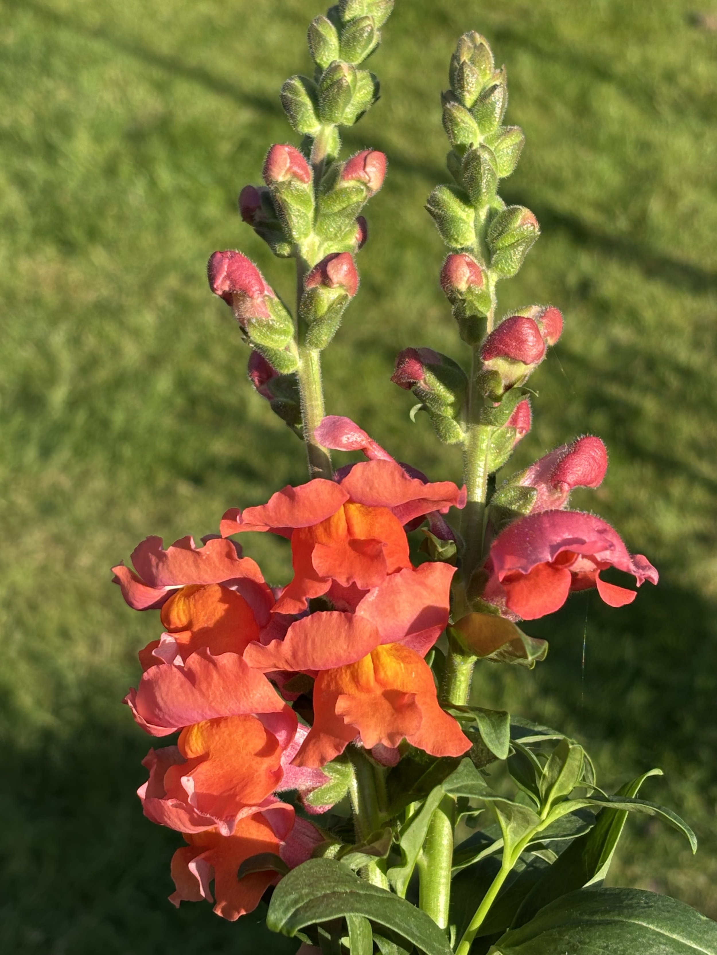 Snapdragon seeds Missenden Seeds variety orange and pink