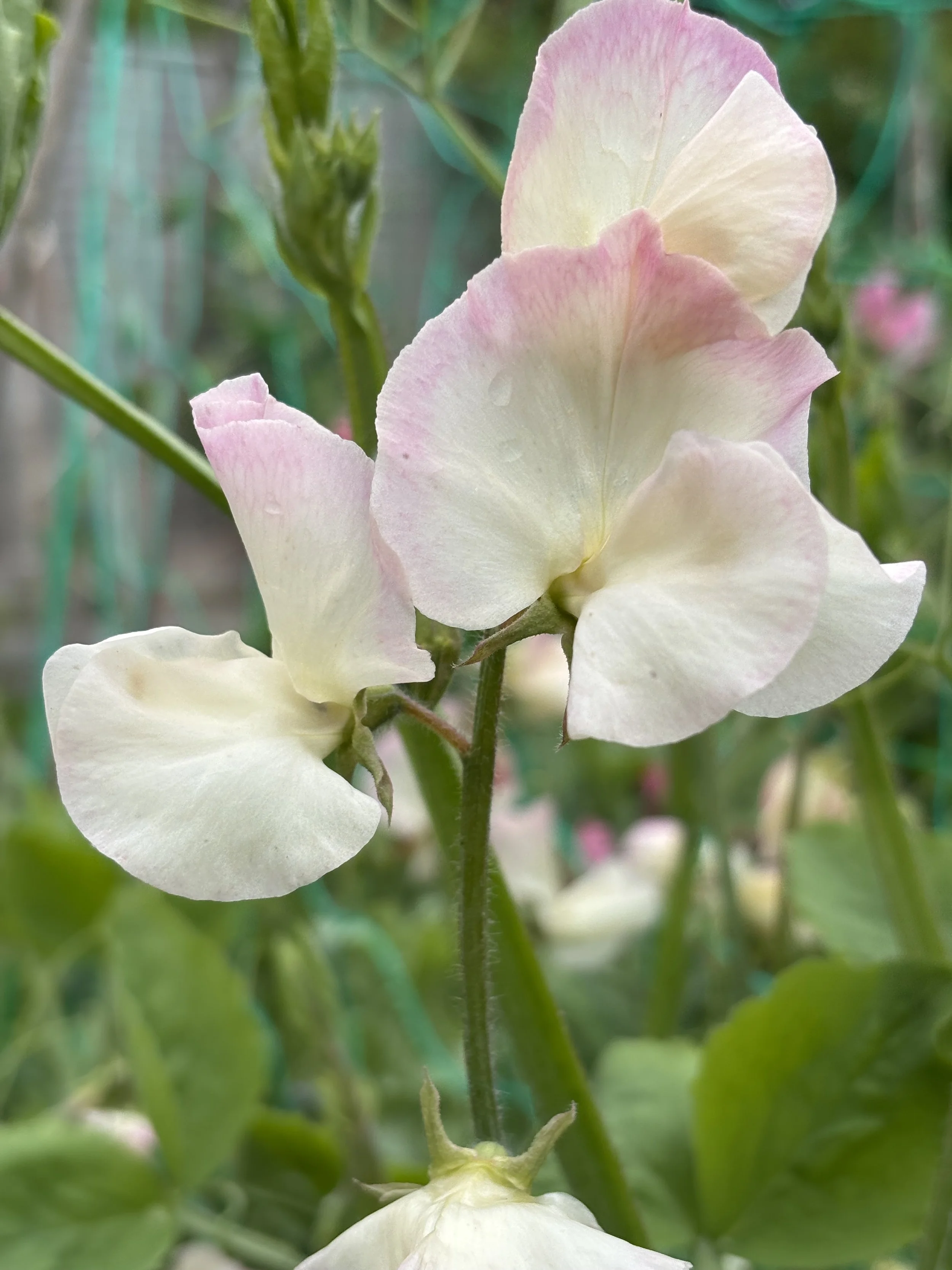 Photo of a Bix Sweet Pea flower