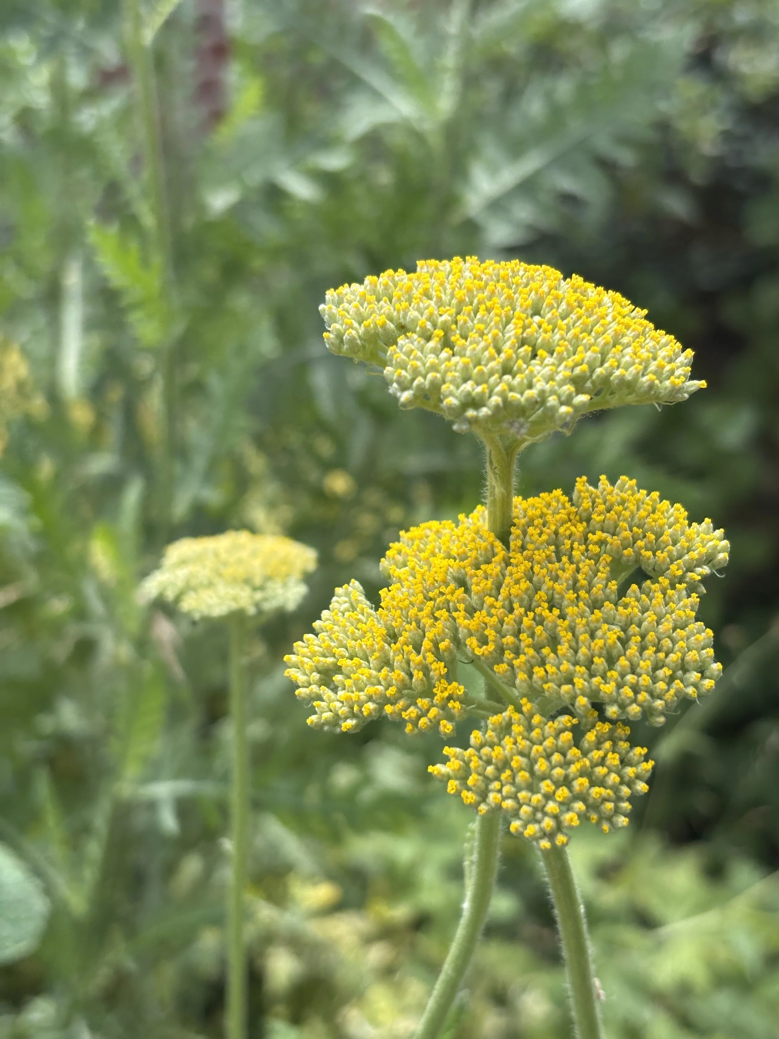 Image of a golden yarrow flower achillea filipendulina