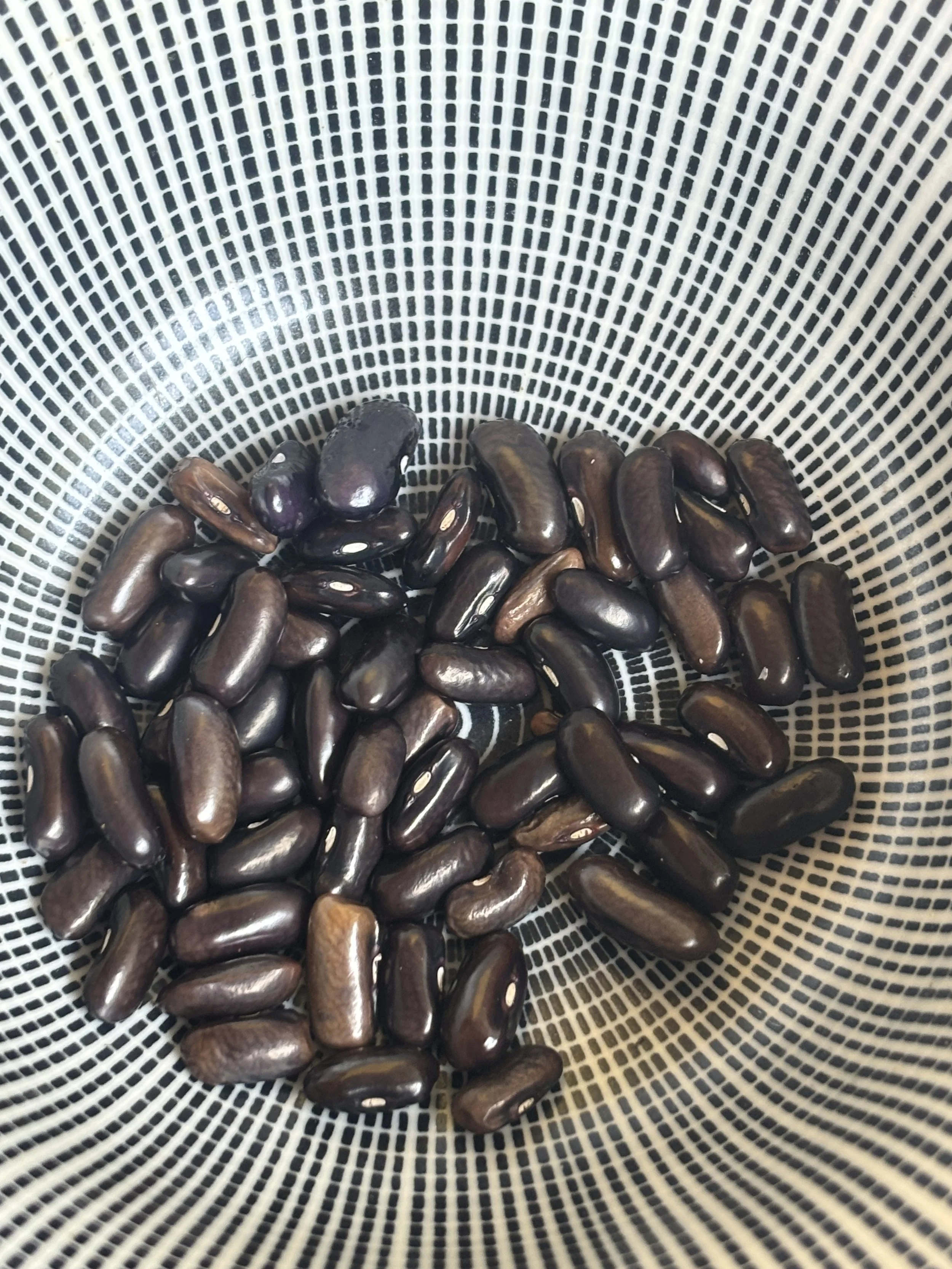 Image of Cherokee Trail of Tears Climbing Bean