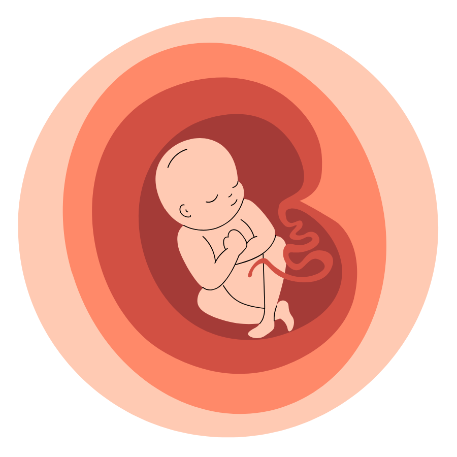 5 months Weeks 17–20.png
