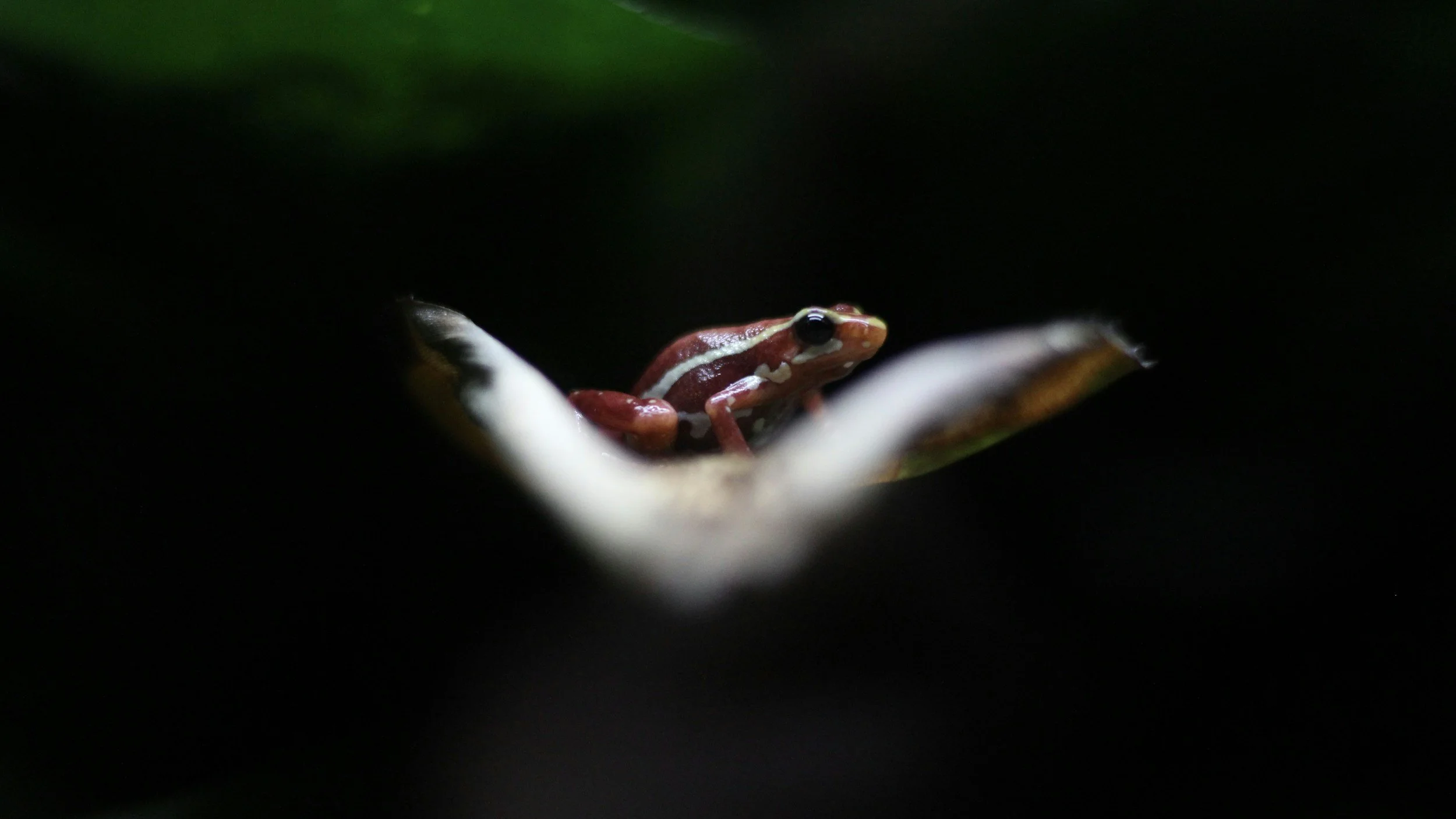 Splendid Poison Frog