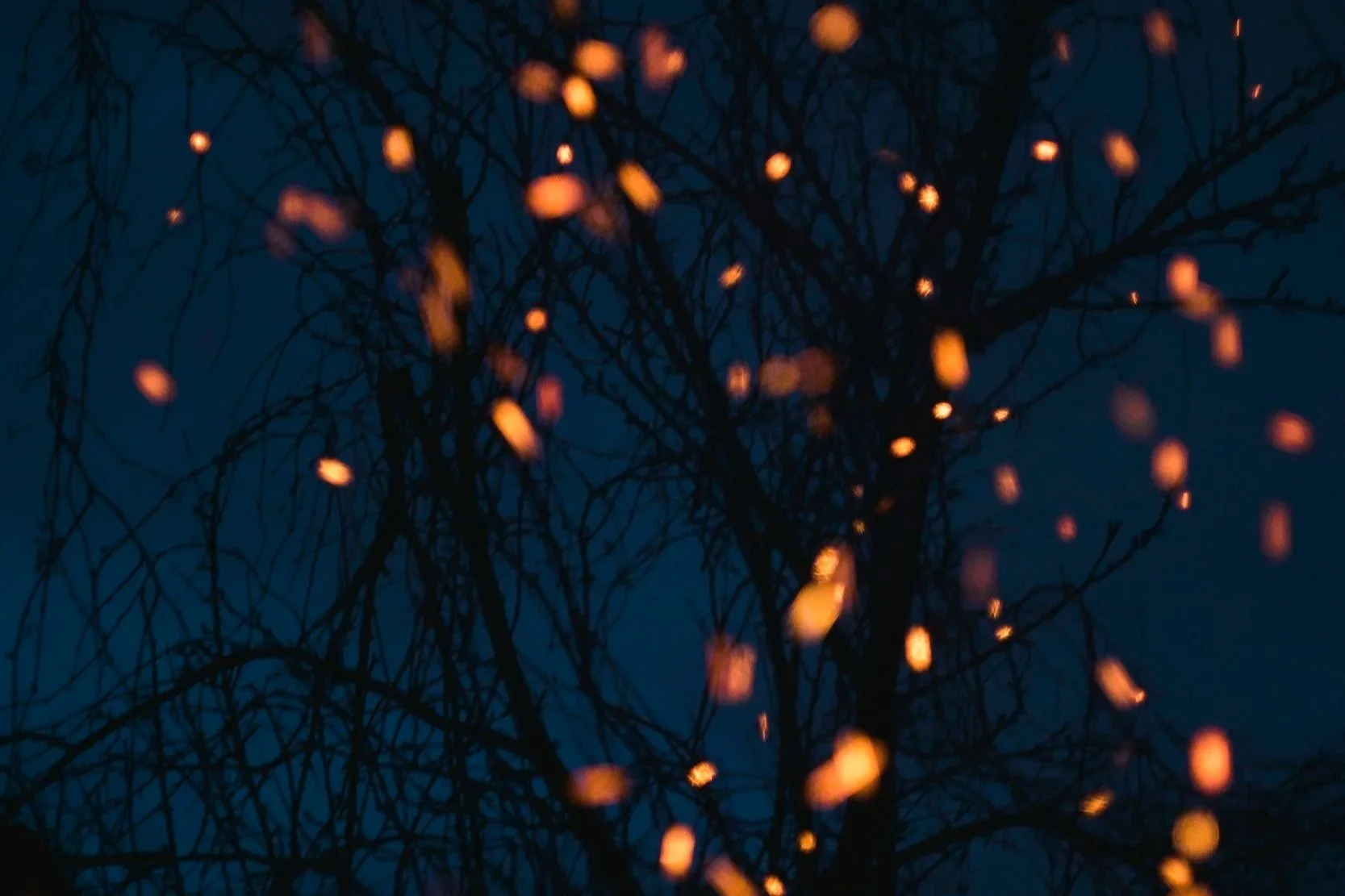 The Last Glow: Childhood Wonder, Vanishing Species and the Silent Cost of Climate Change