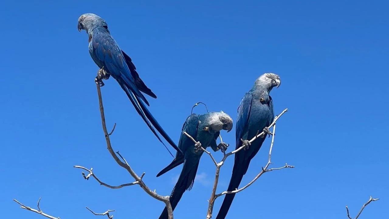 The Bright Blue Beauty