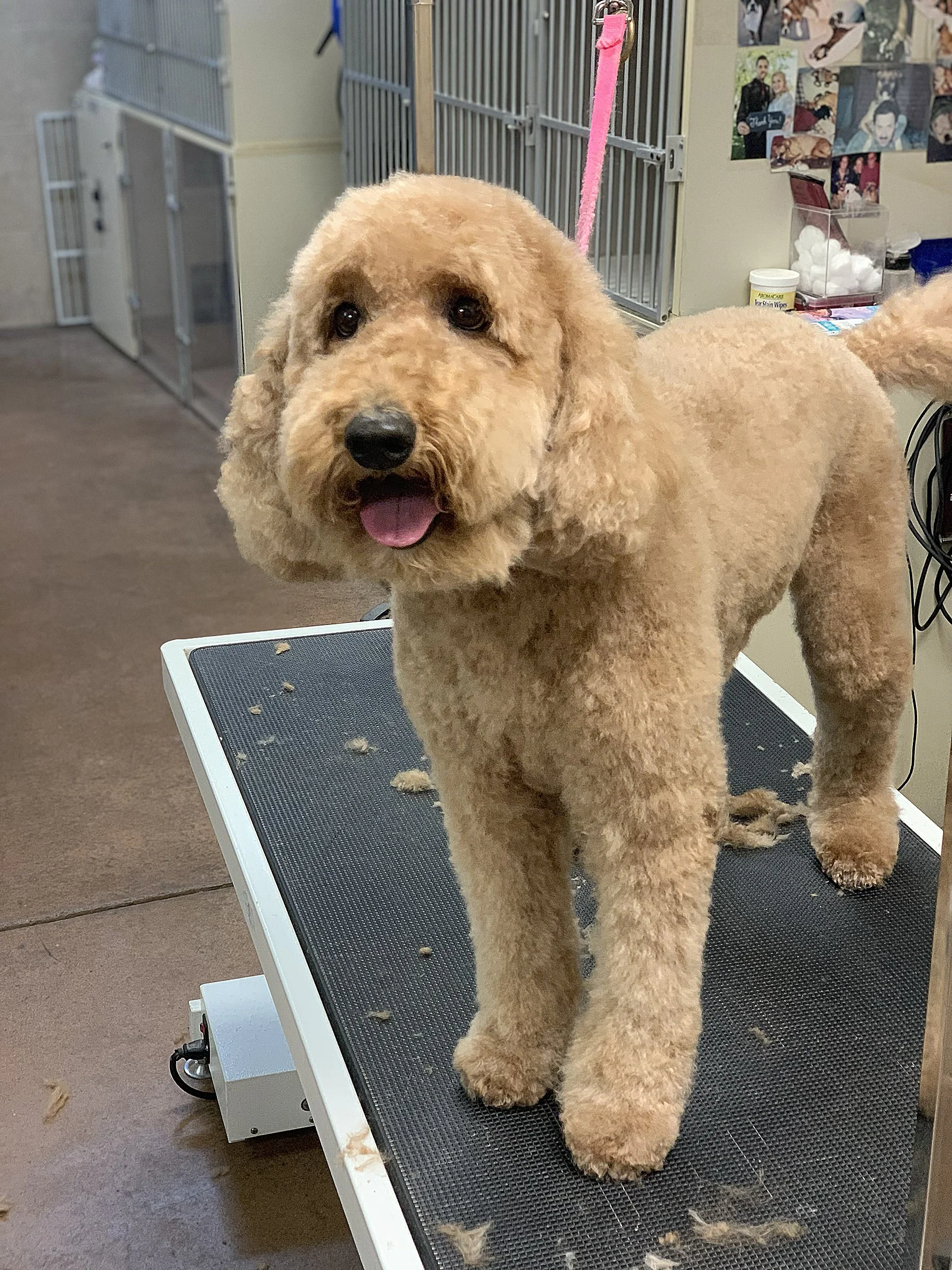 Sabino Canyon Pet Resort