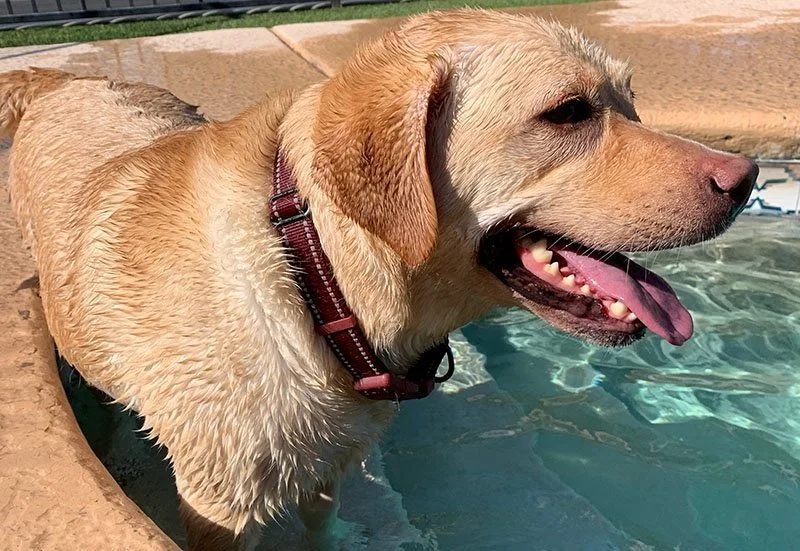 Sabino Canyon Pet Resort