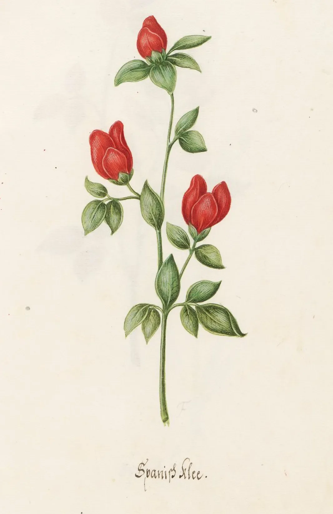 Watercolor painting of Spanish Clover by Magdalena Rosina Funck in 1692.