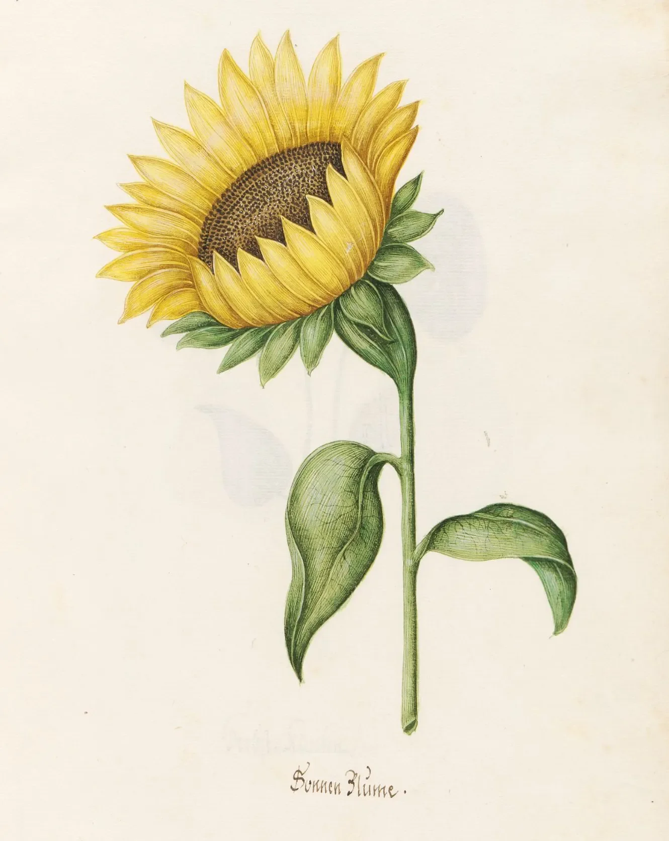 Watercolor painting of Sonnen Blüme (sunflower) by Magdalena Rosina Funck in 1692.