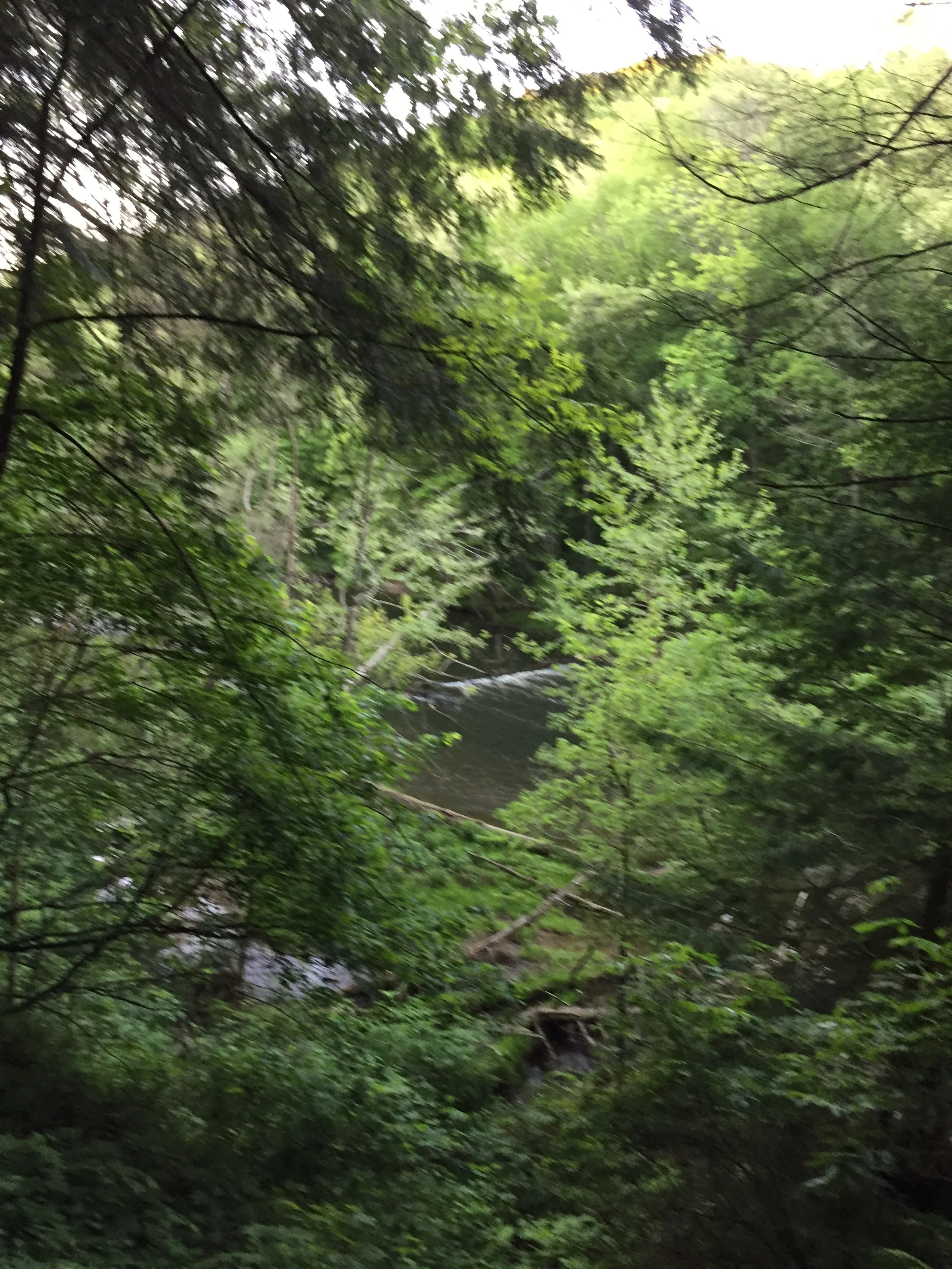 A blurry image of a lush green forest with dense foliage and a small stream or creek running through it.