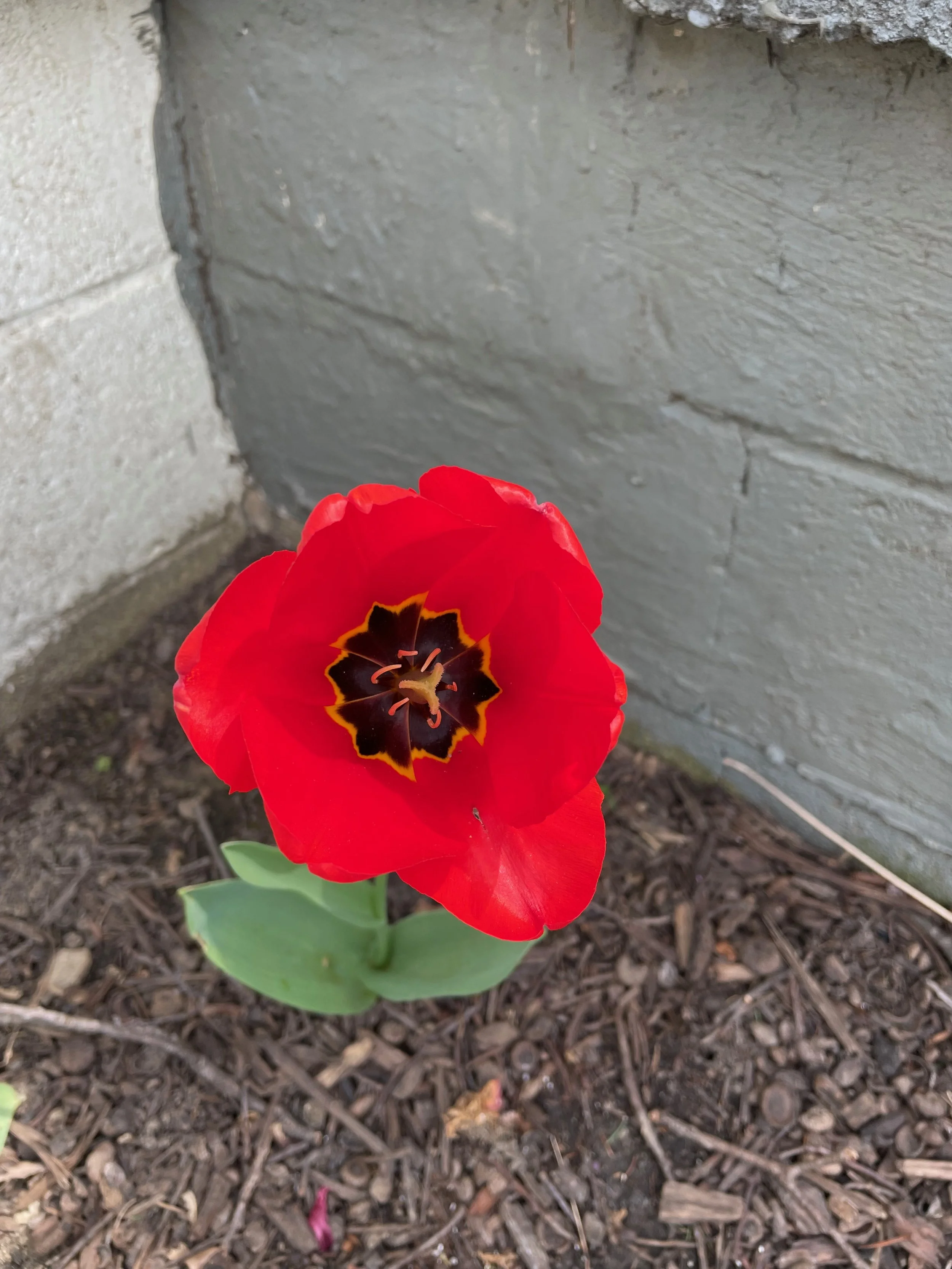 A red tulip with green leaves growing in soil next to a gray concrete wall.