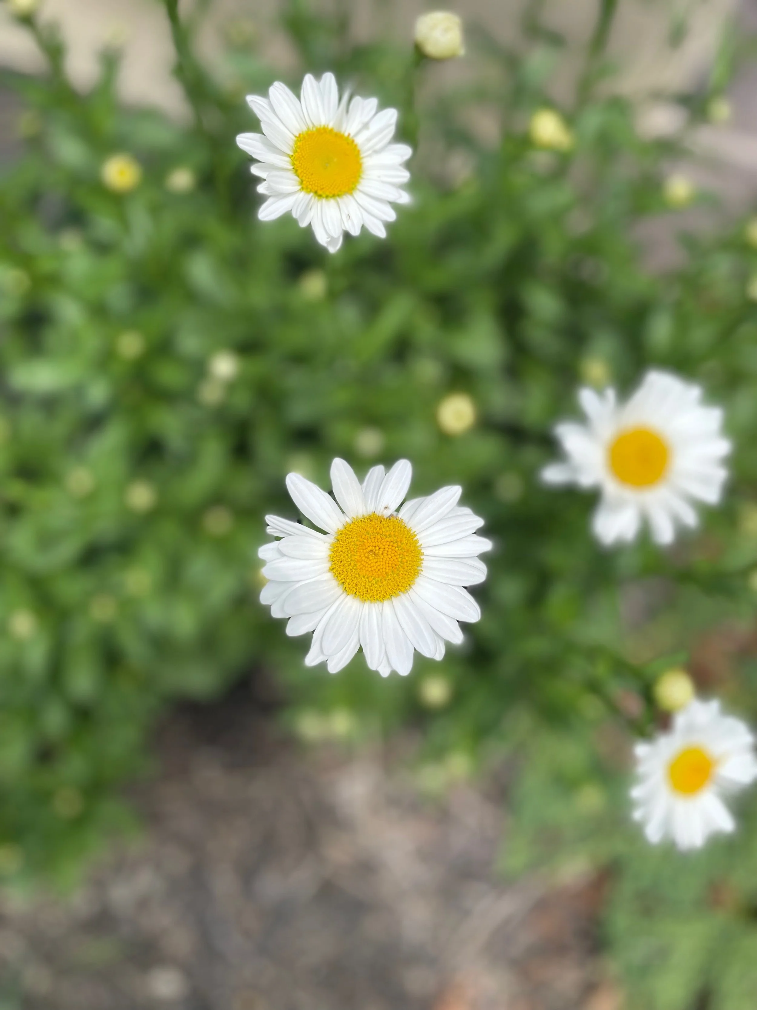 therapy for infant loss in columbus ohio
